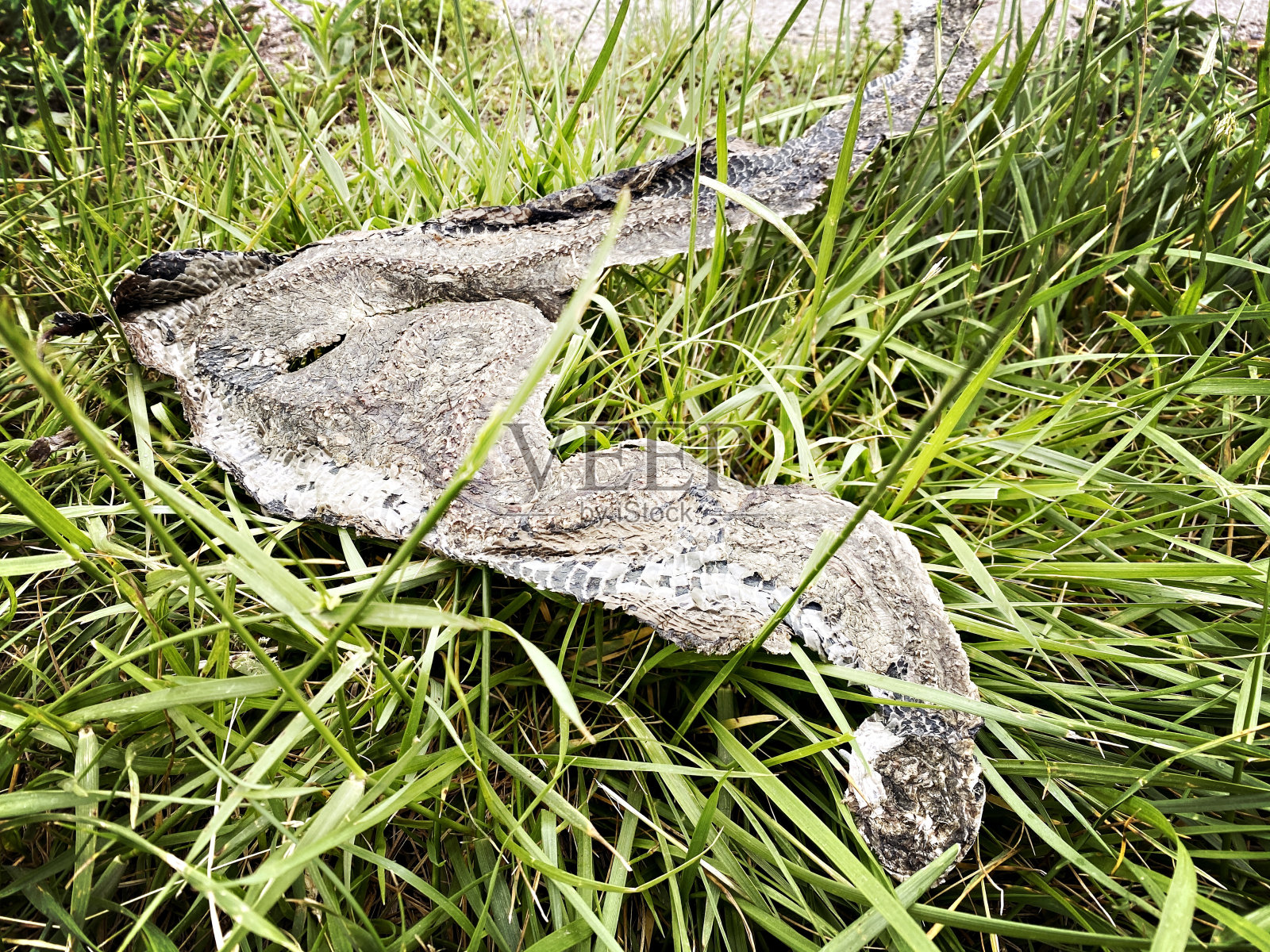 草丛中的蛇皮照片摄影图片