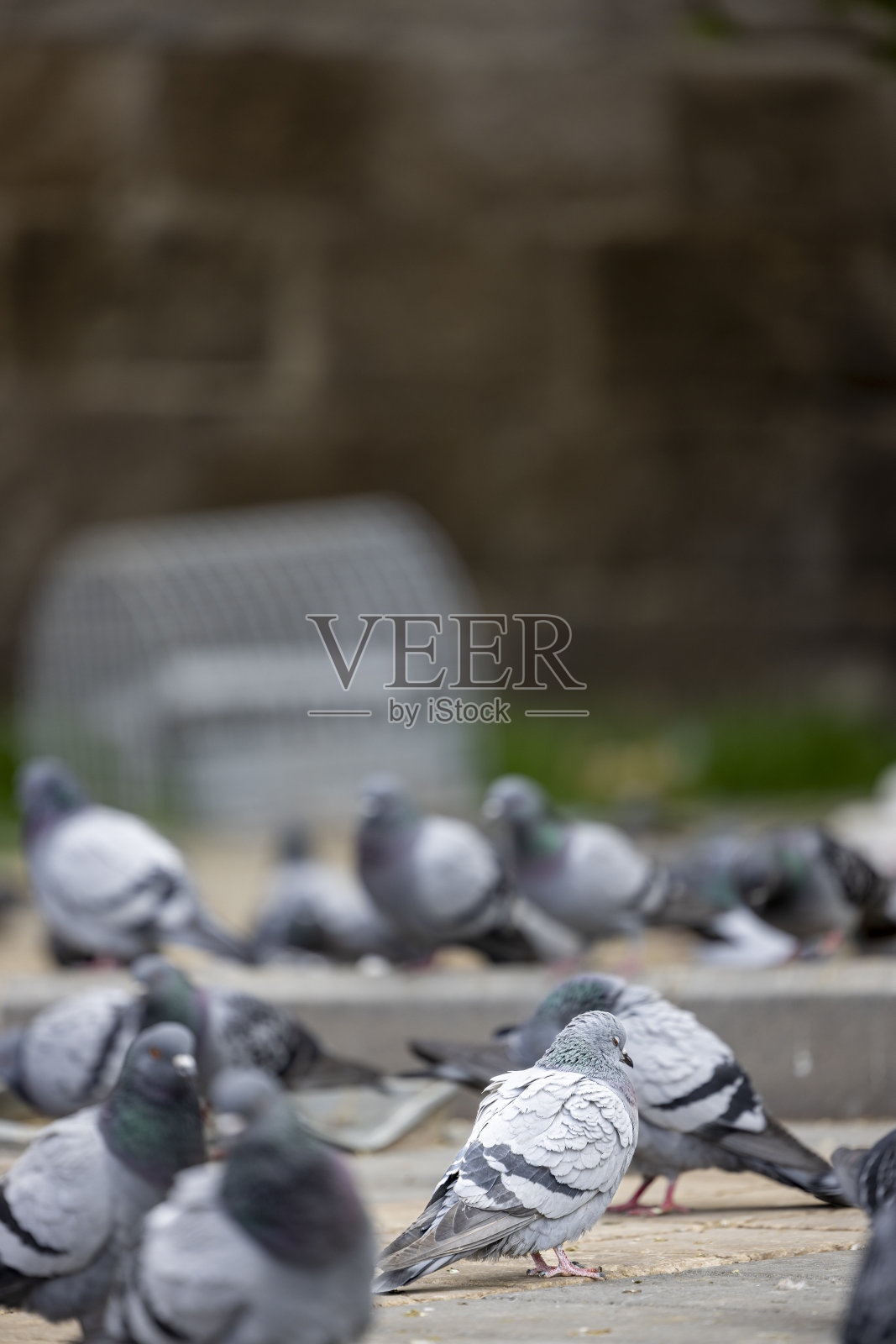 花园里有许多鸽子照片摄影图片