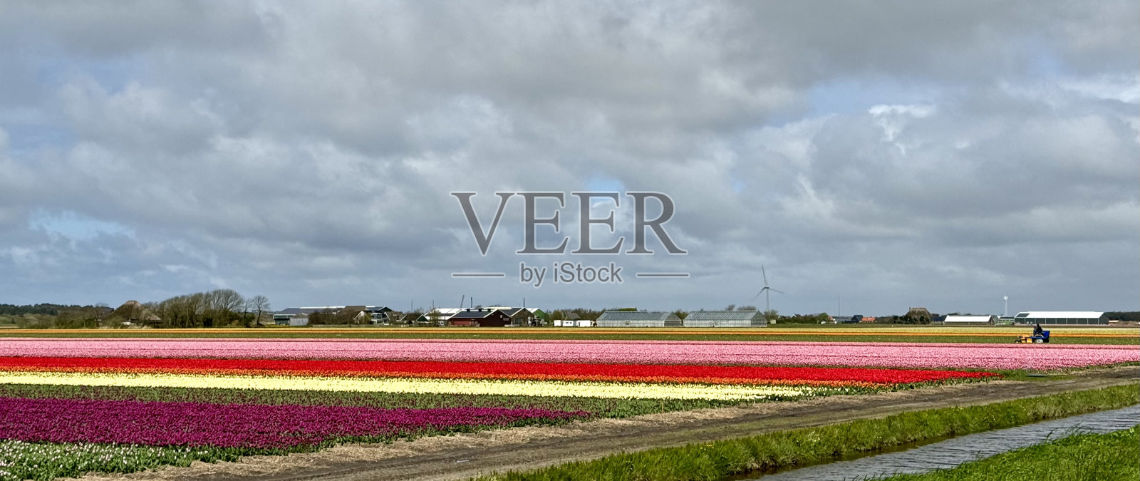 盛开的郁金香田照片摄影图片