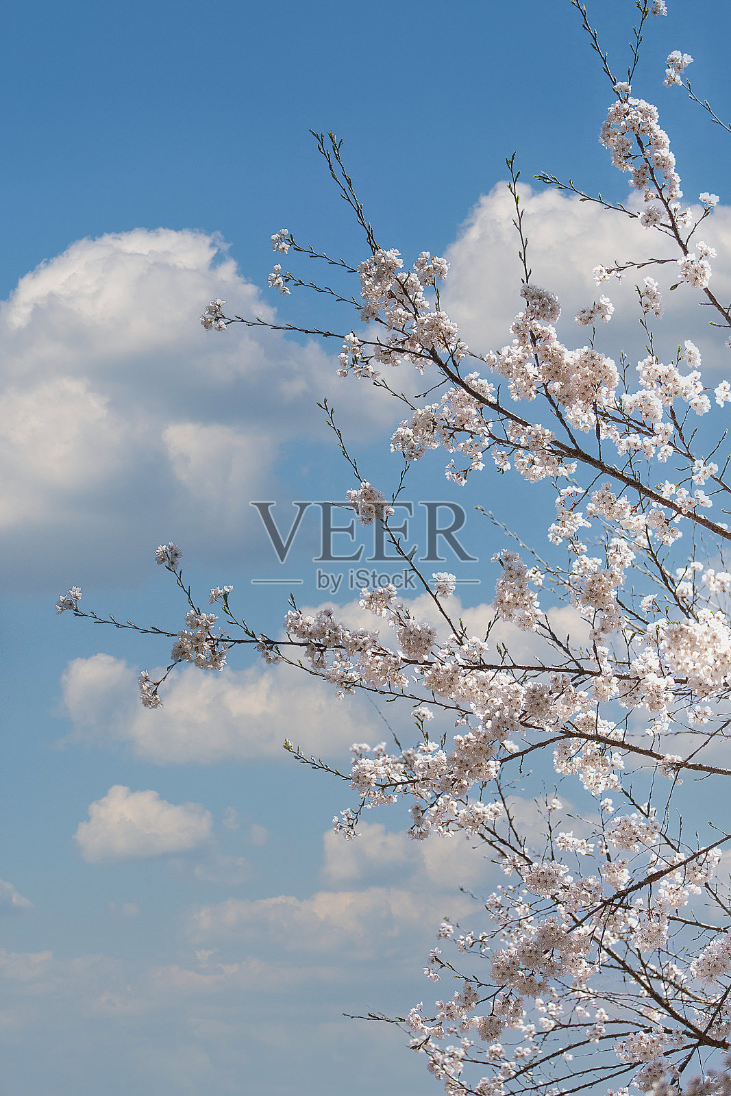 樱桃树照片摄影图片