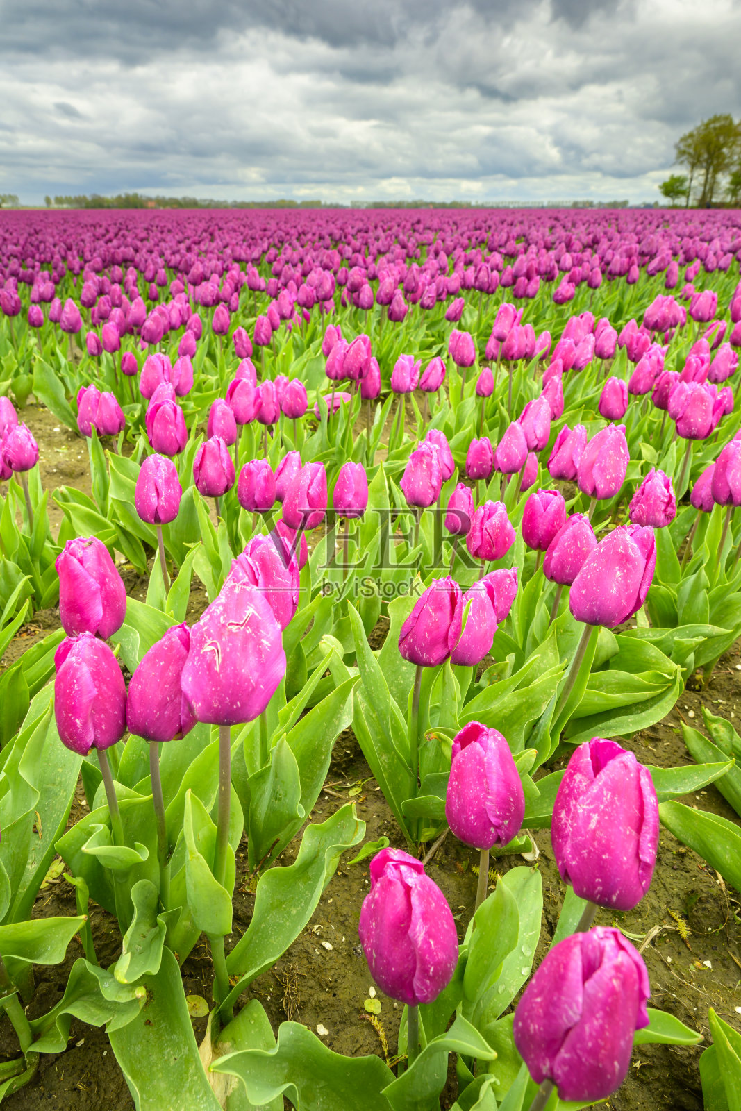春天田野里紫色的郁金香照片摄影图片