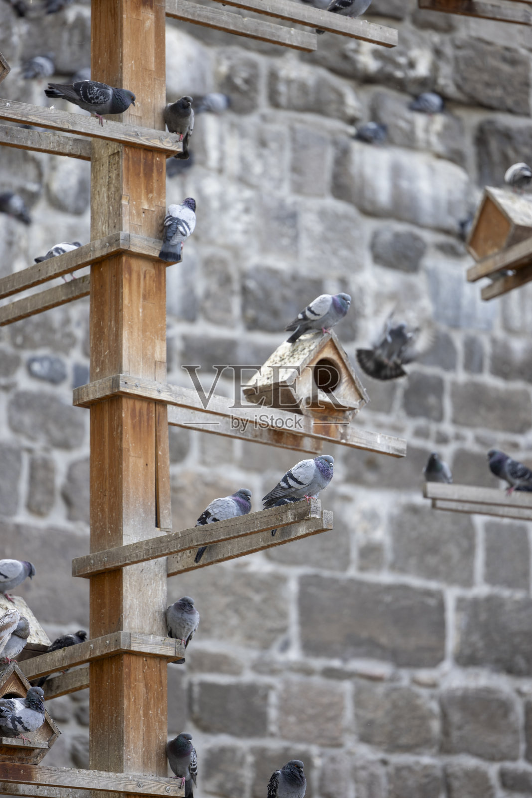 花园里有许多鸽子照片摄影图片