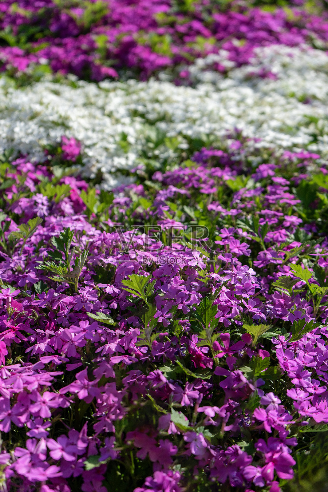 花照片摄影图片