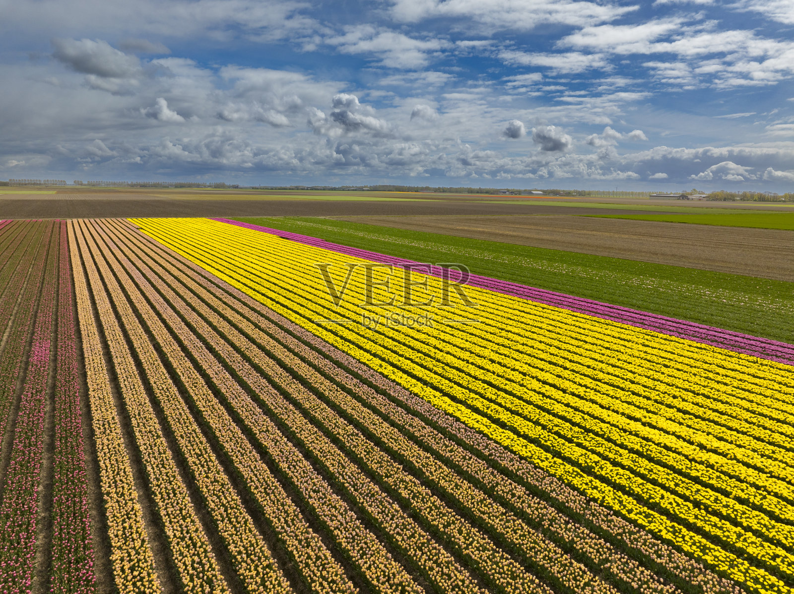 从上面看春天在农田里生长的郁金香照片摄影图片
