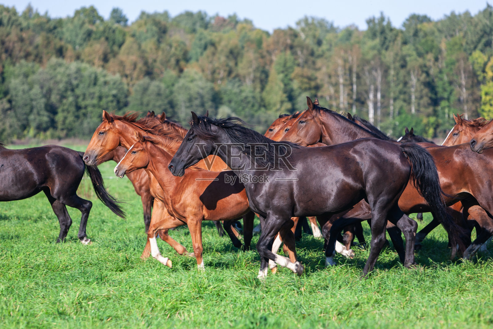 日落时分，拉脱维亚Zemgale地区Tervete附近夏季牧场上的马照片摄影图片