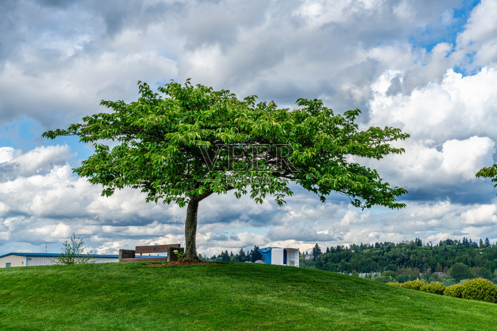 山上的树照片摄影图片