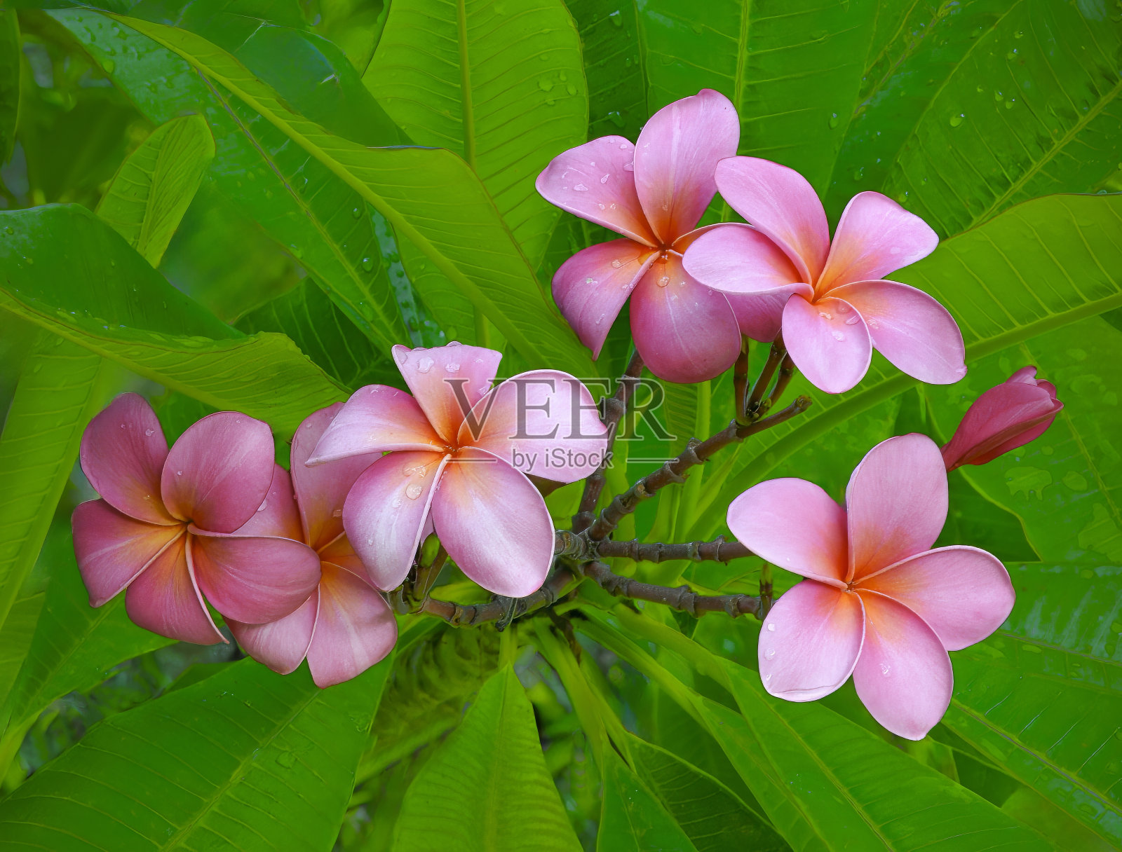 带着雨滴和亮绿色叶子的粉色凤仙花丛百慕大植物园水平照片摄影图片