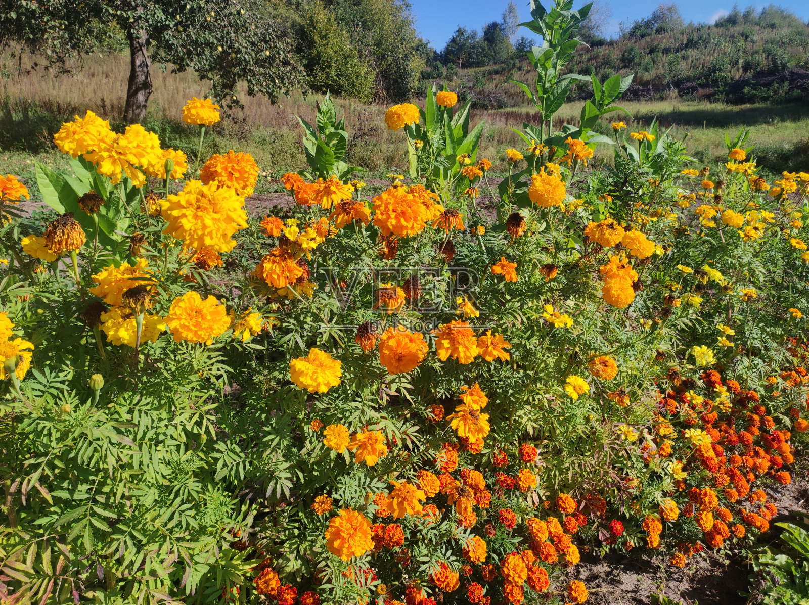 美丽的花园，金色的花朵照片摄影图片