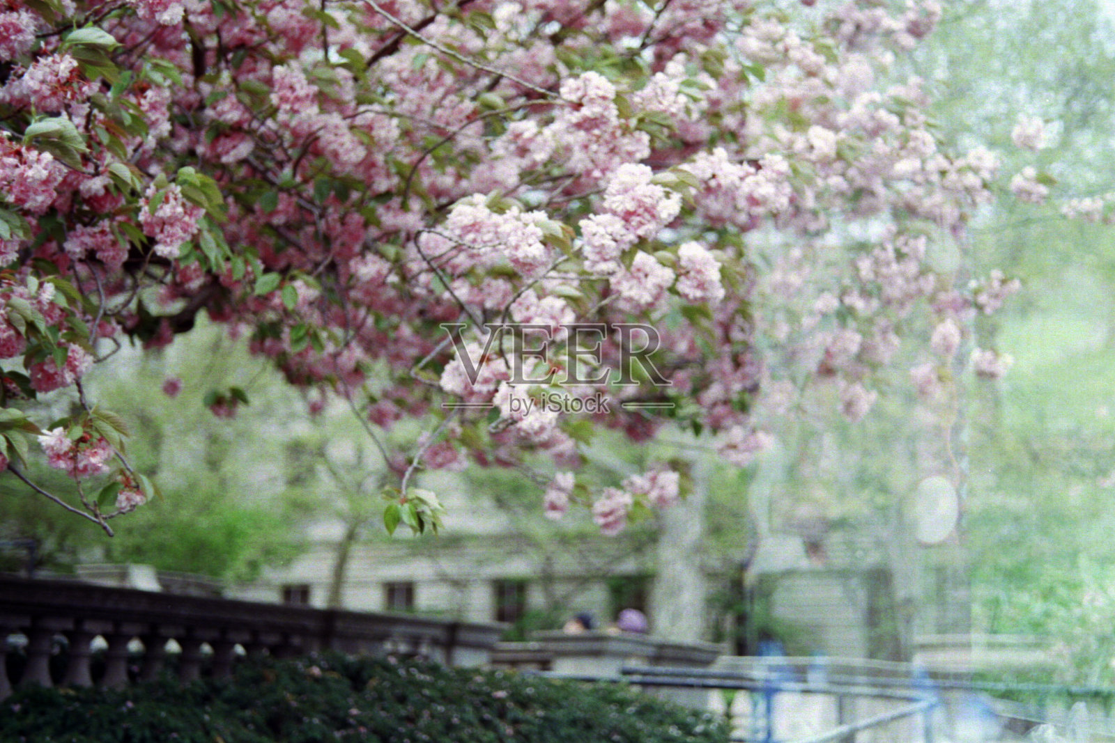 花卉模拟摄影照片摄影图片