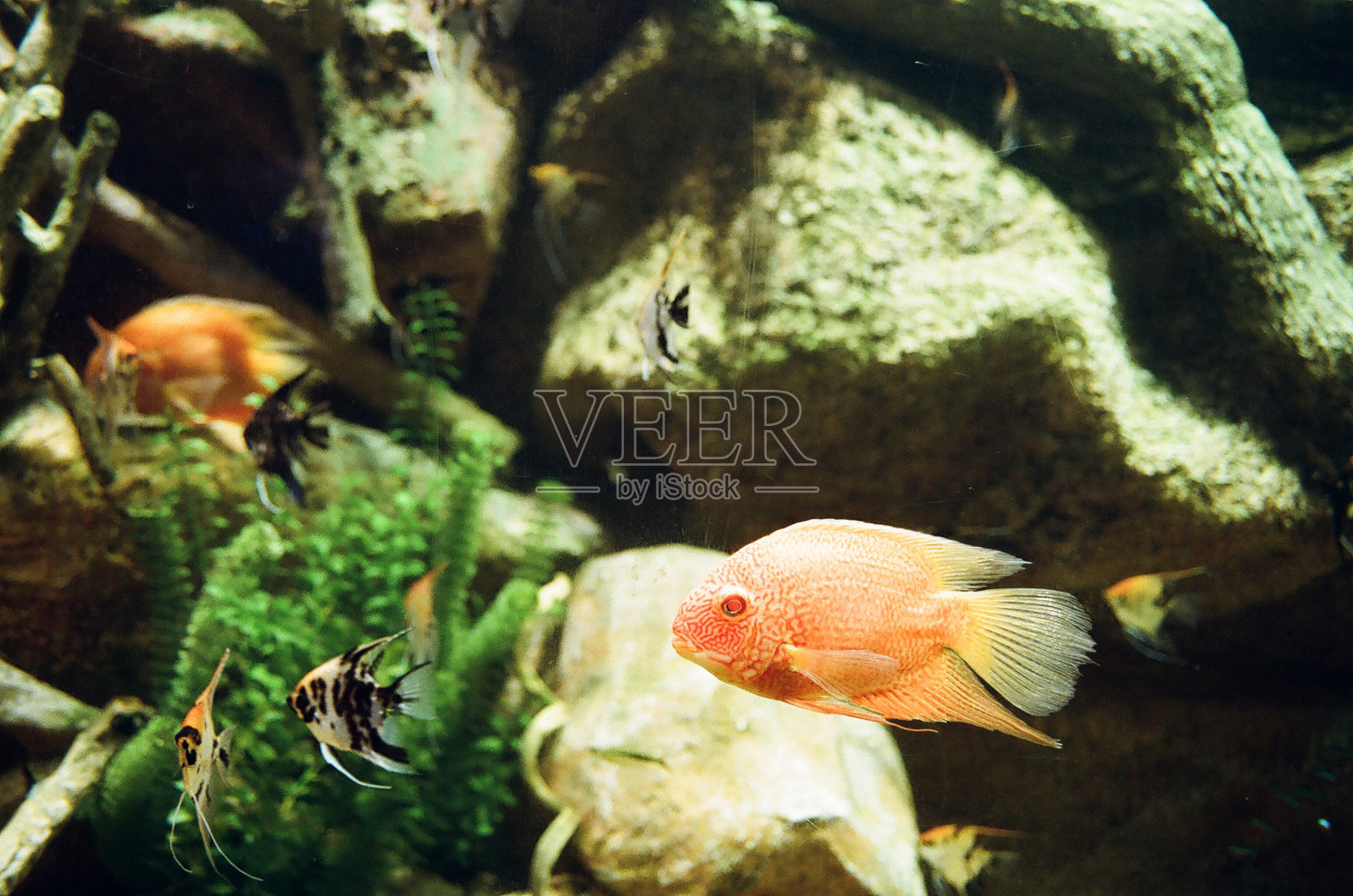 鱼类模拟摄影照片摄影图片