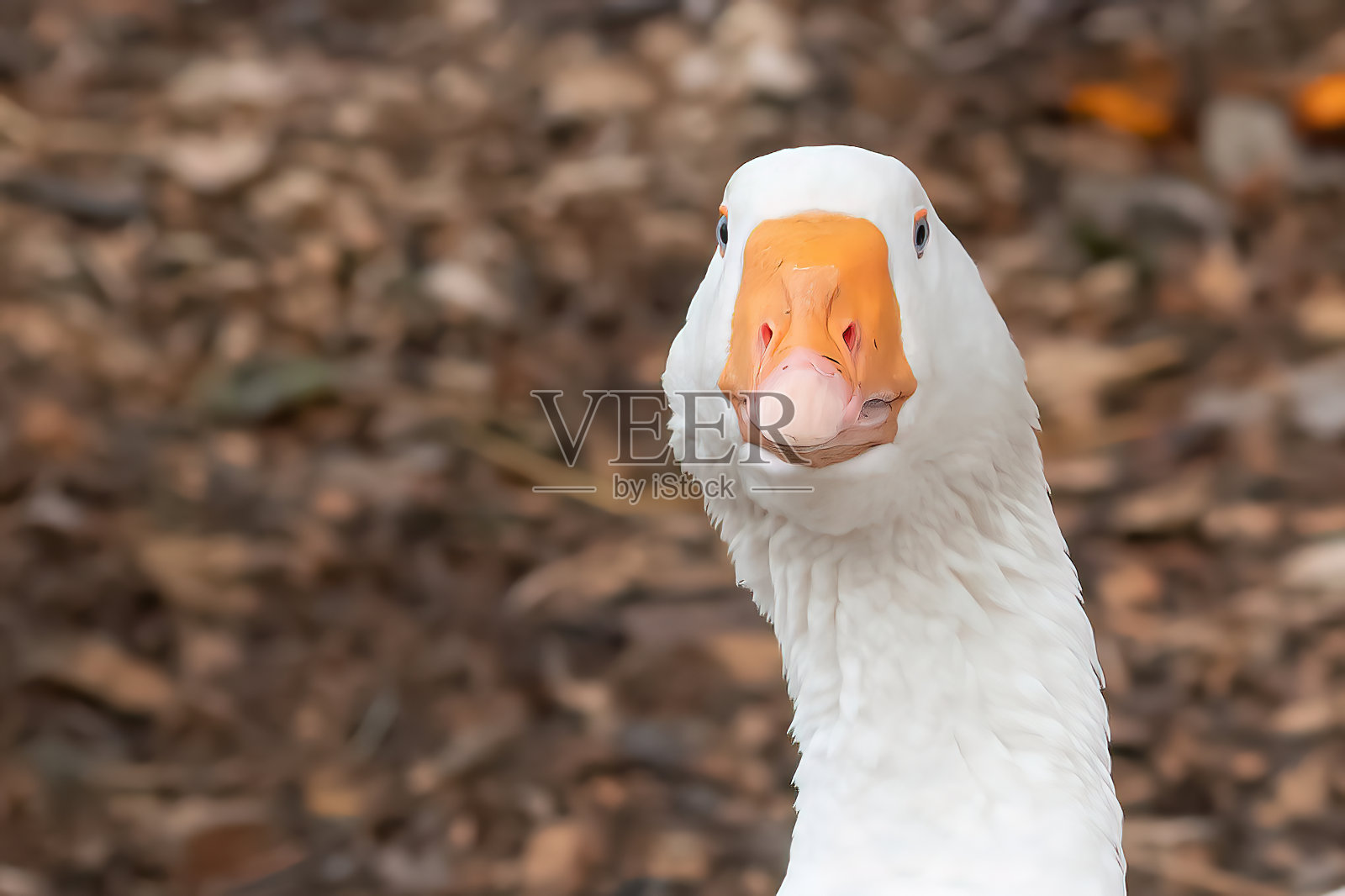 好奇的鹅看着镜头照片摄影图片