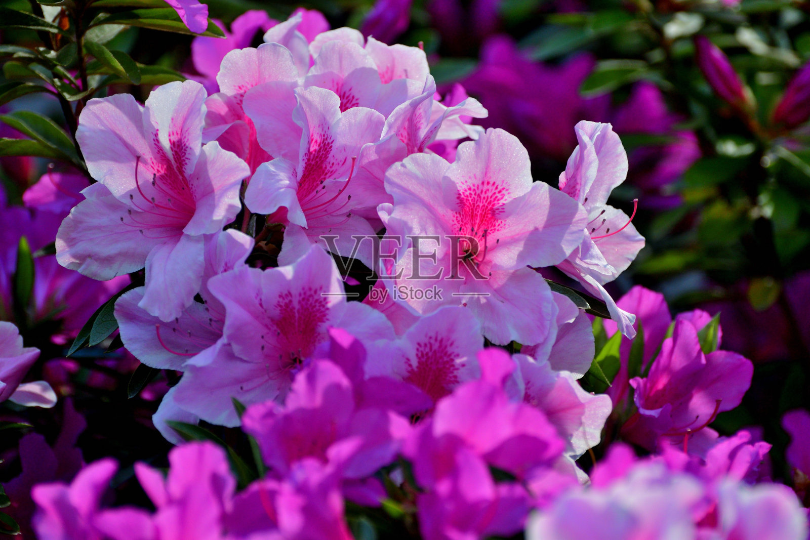 杜鹃花:美丽的春天盛开的灌木在盛开照片摄影图片