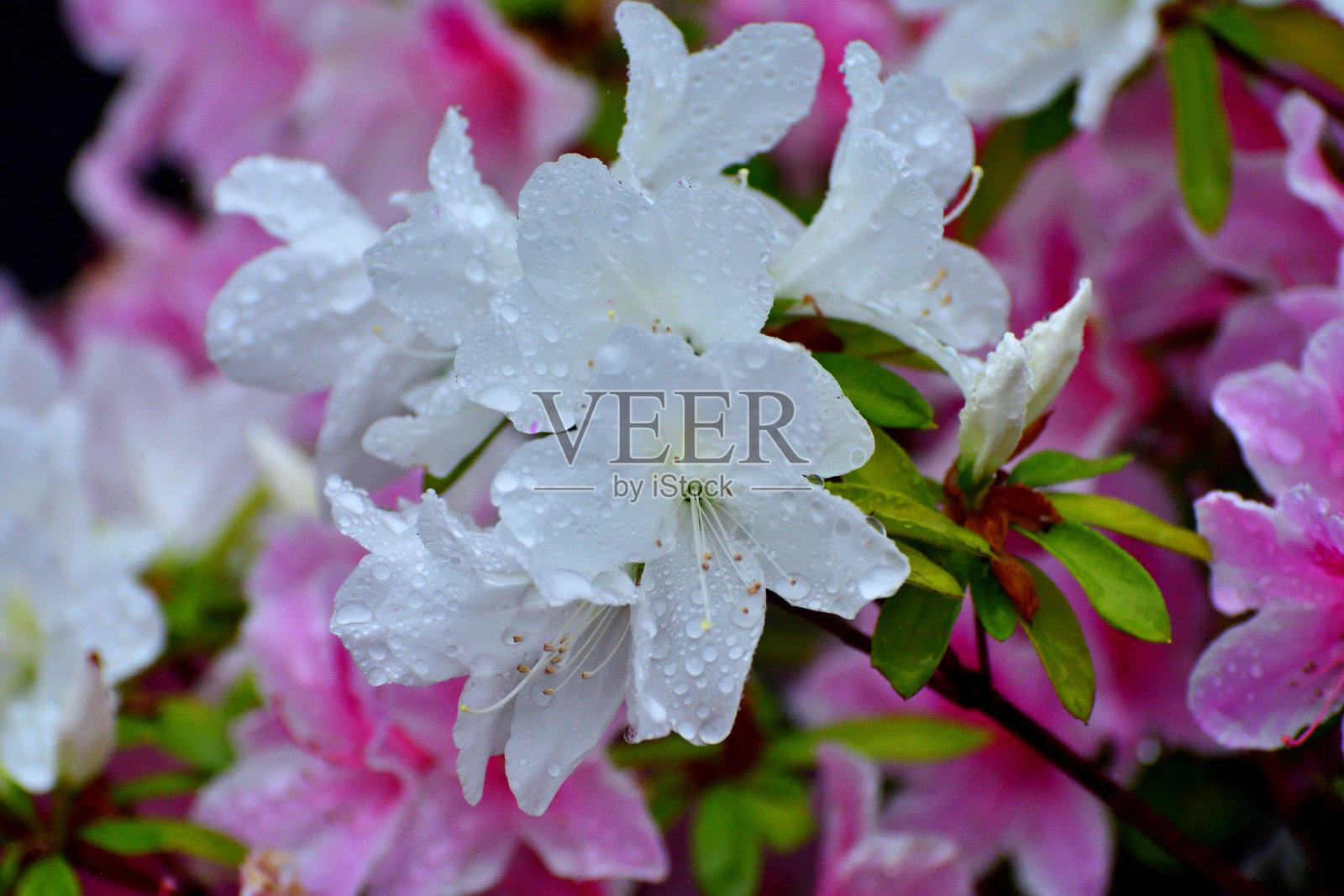 杜鹃花:美丽的春天盛开的灌木在盛开照片摄影图片