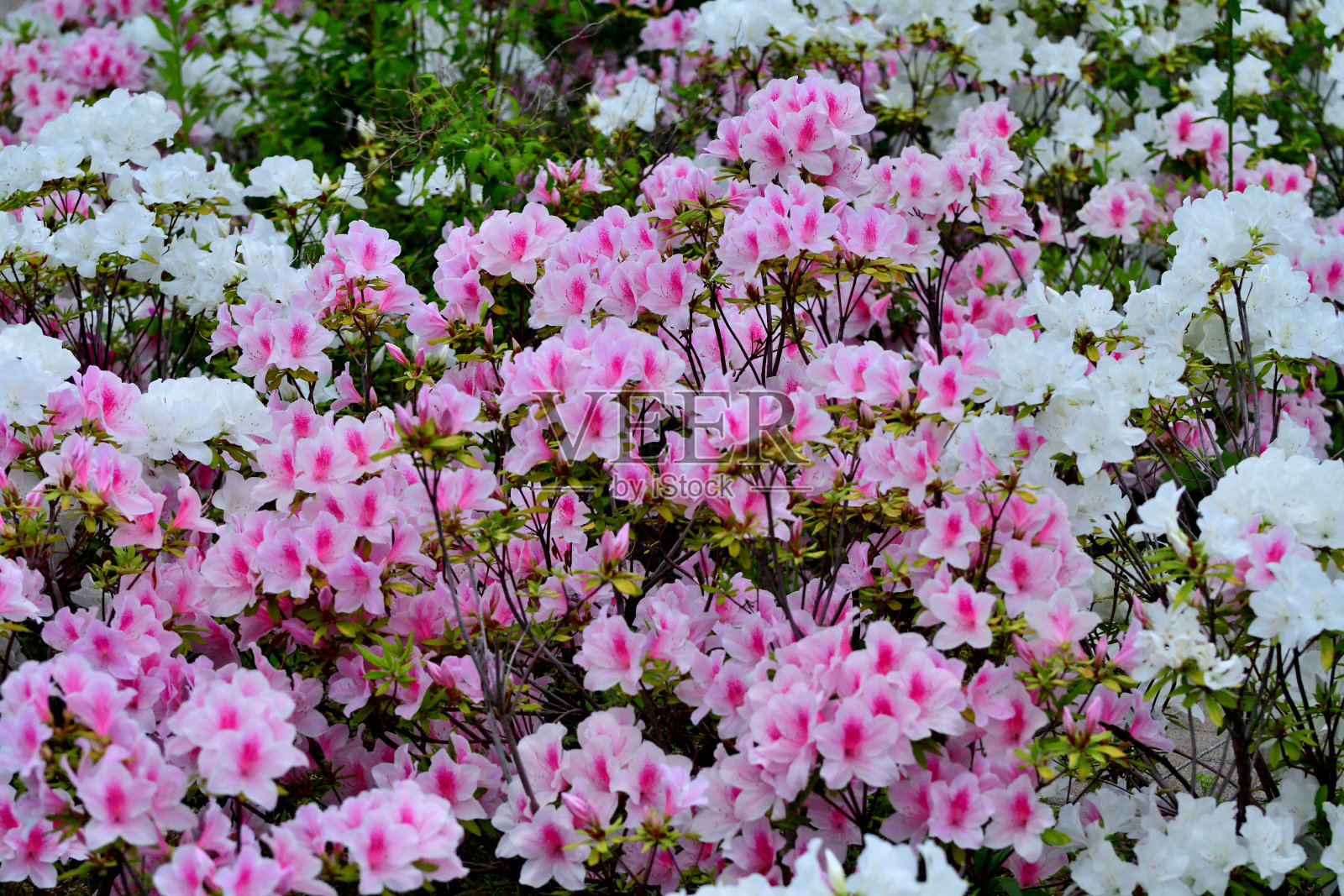 杜鹃花:美丽的春天盛开的灌木在盛开照片摄影图片