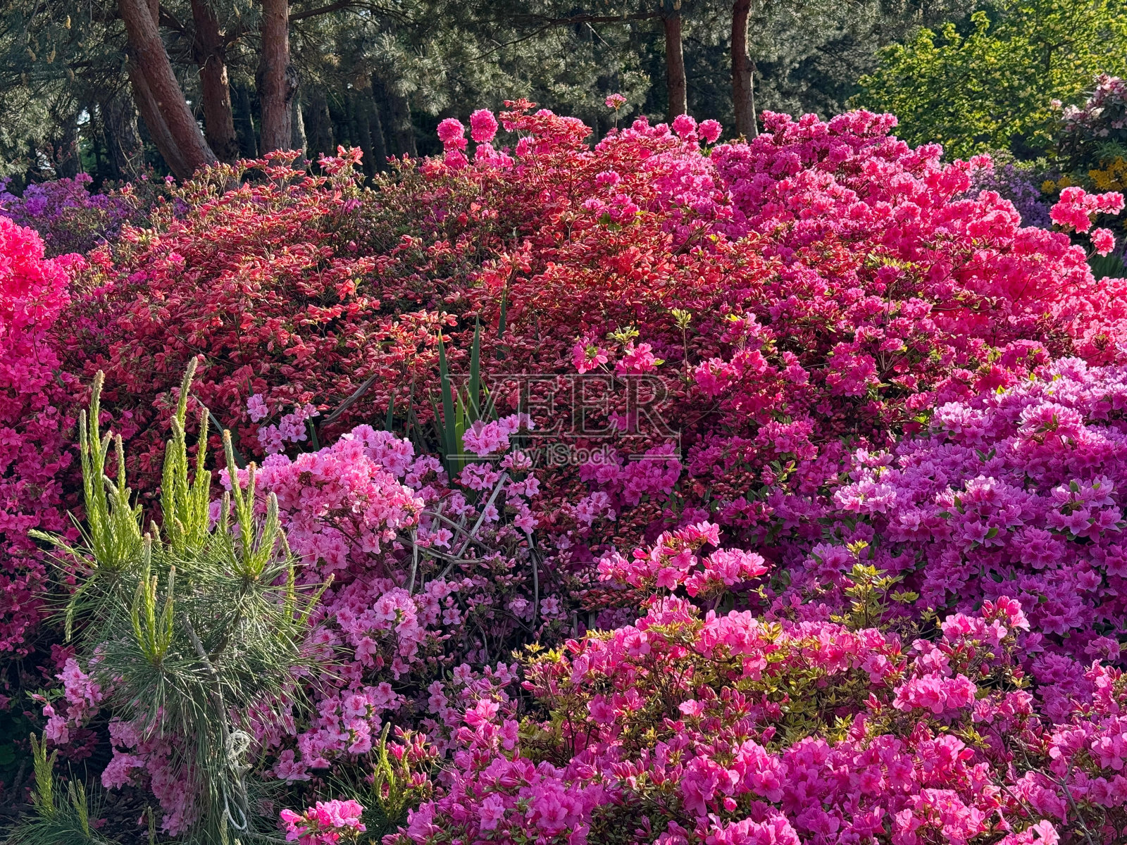 杜鹃花粉红色，红色，紫色。照片摄影图片