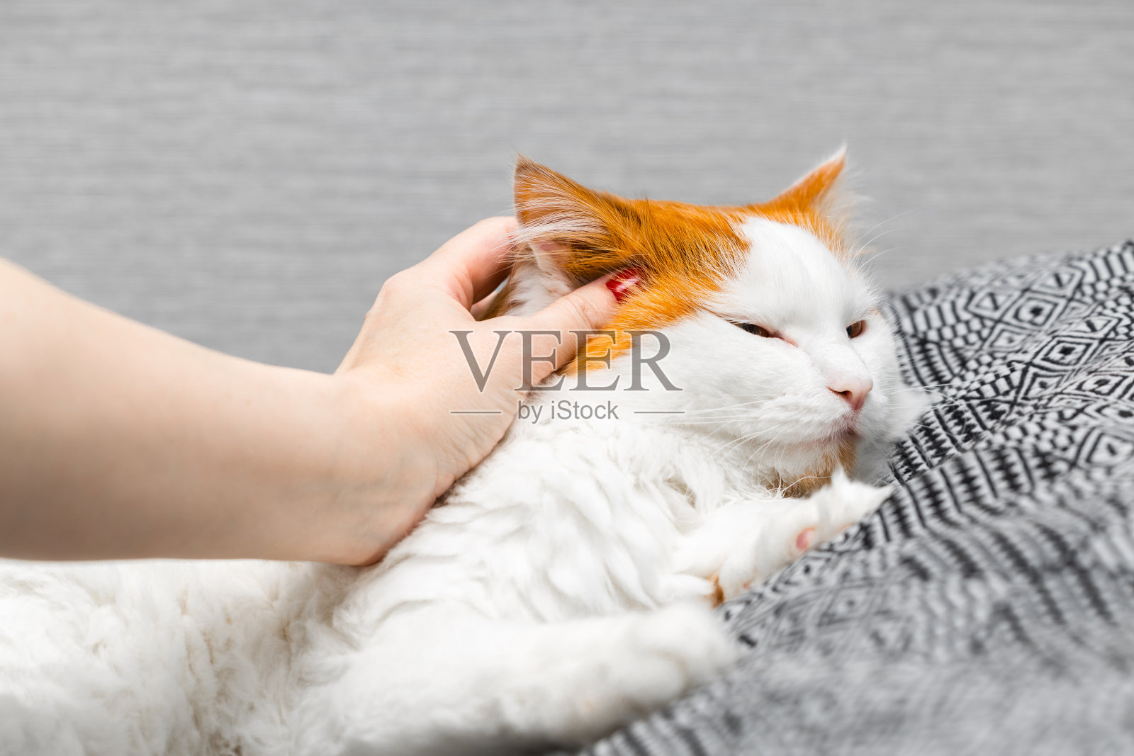 男人安抚一只生气的猫，近距离。照片摄影图片