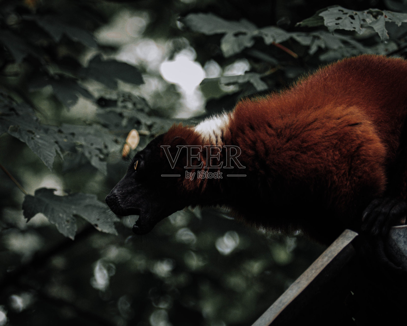 变化面粉糊照片摄影图片