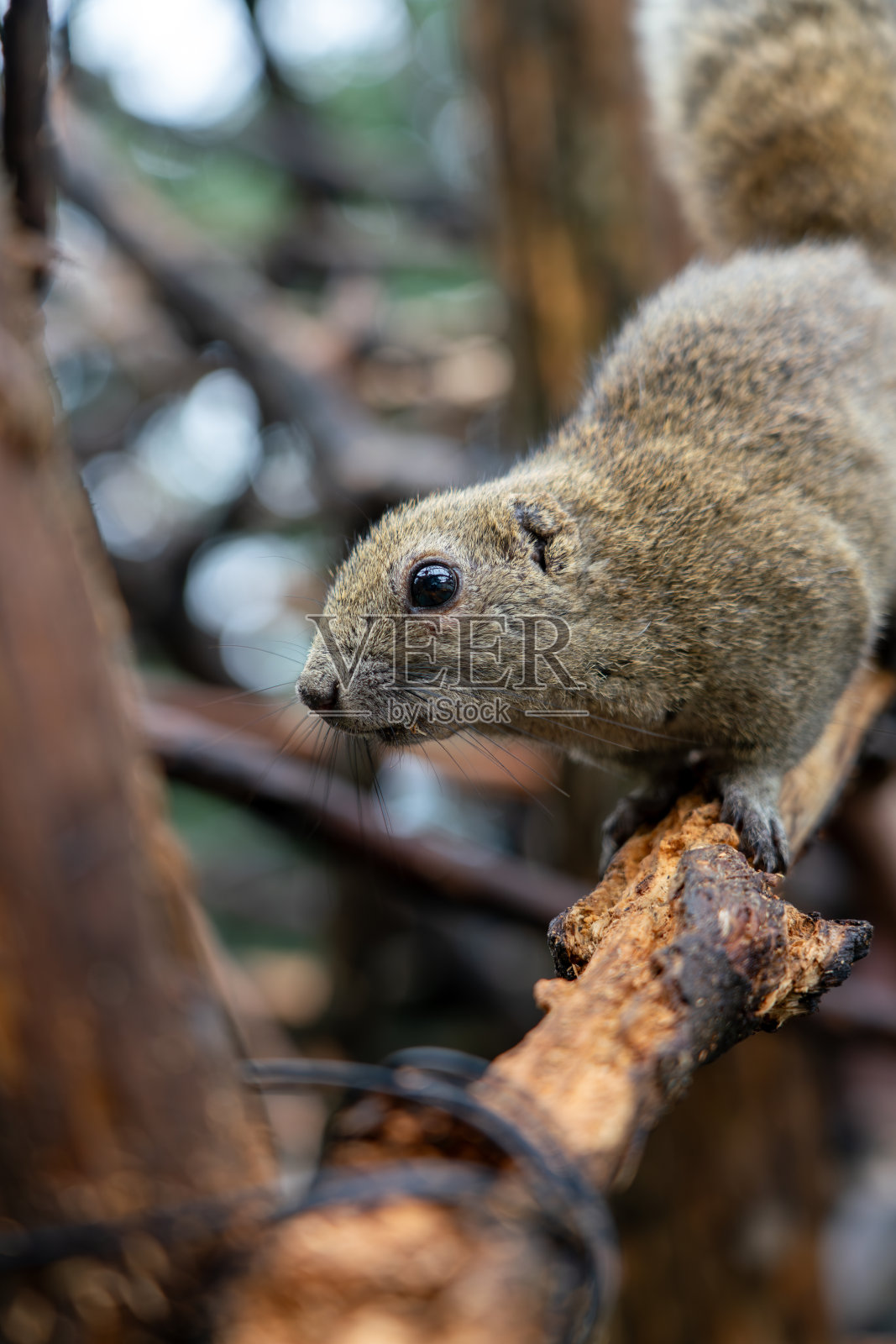 松鼠村的松鼠照片摄影图片