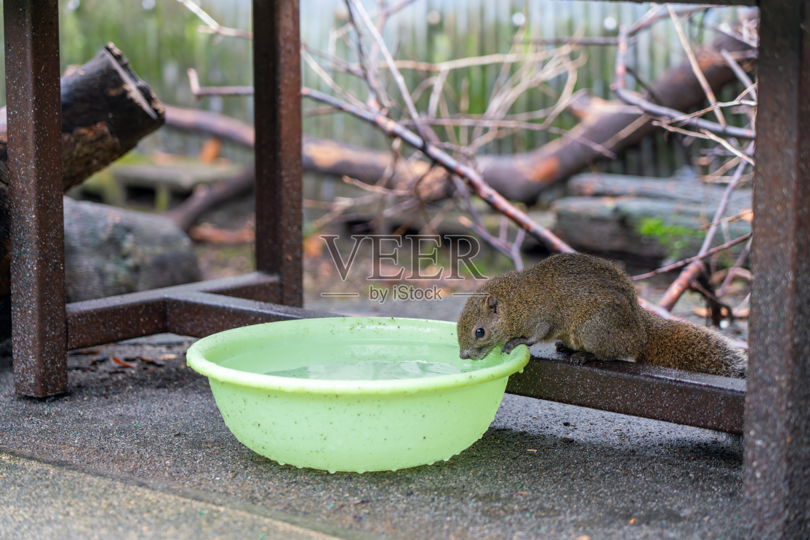 松鼠村的松鼠照片摄影图片