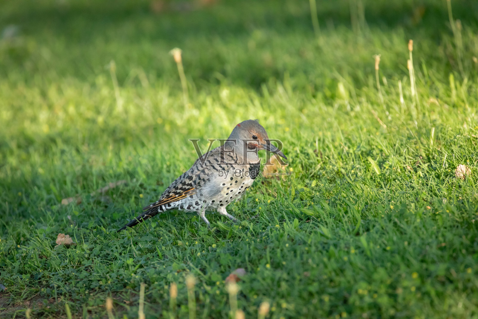 北方的闪烁在绿色的草坪上照片摄影图片