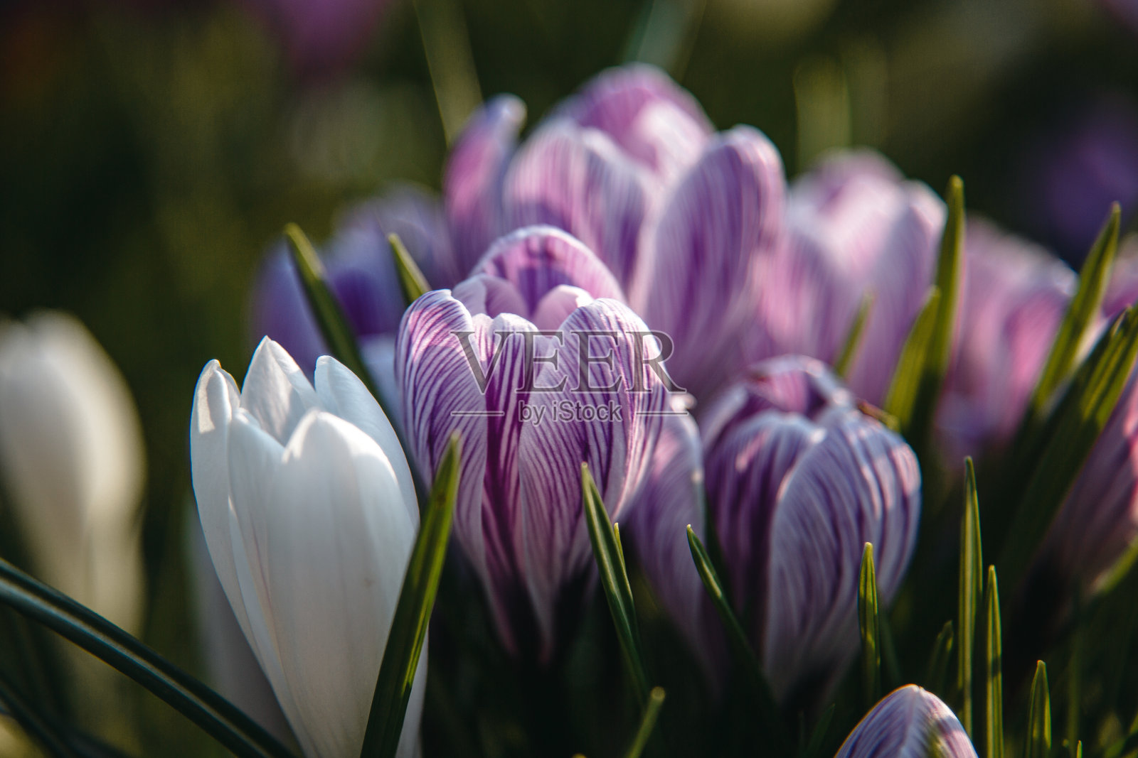 日落时，在阳光明媚的背光下盛开的番红花照片摄影图片