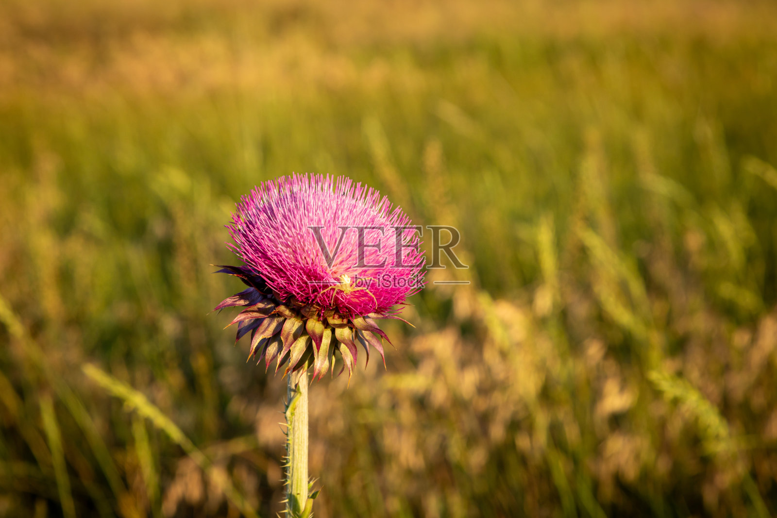 紫色蓟花与蜘蛛照片摄影图片