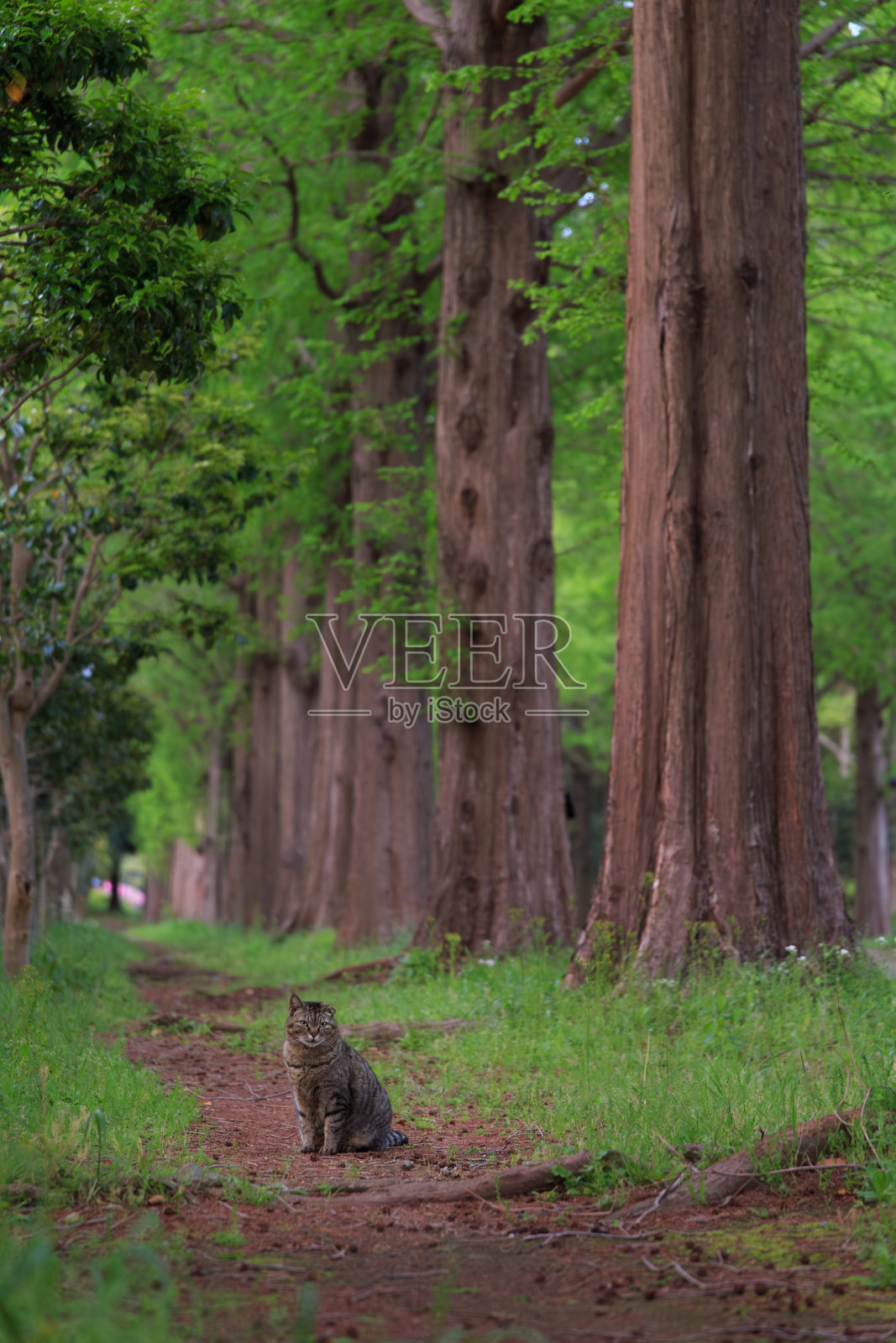 一只断了一只耳朵的猫，晚上坐在绿树成荫的街道上照片摄影图片