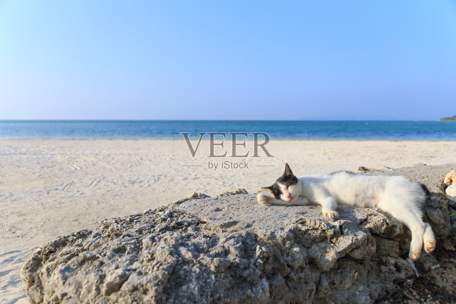 猫在海滩上睡觉照片摄影图片