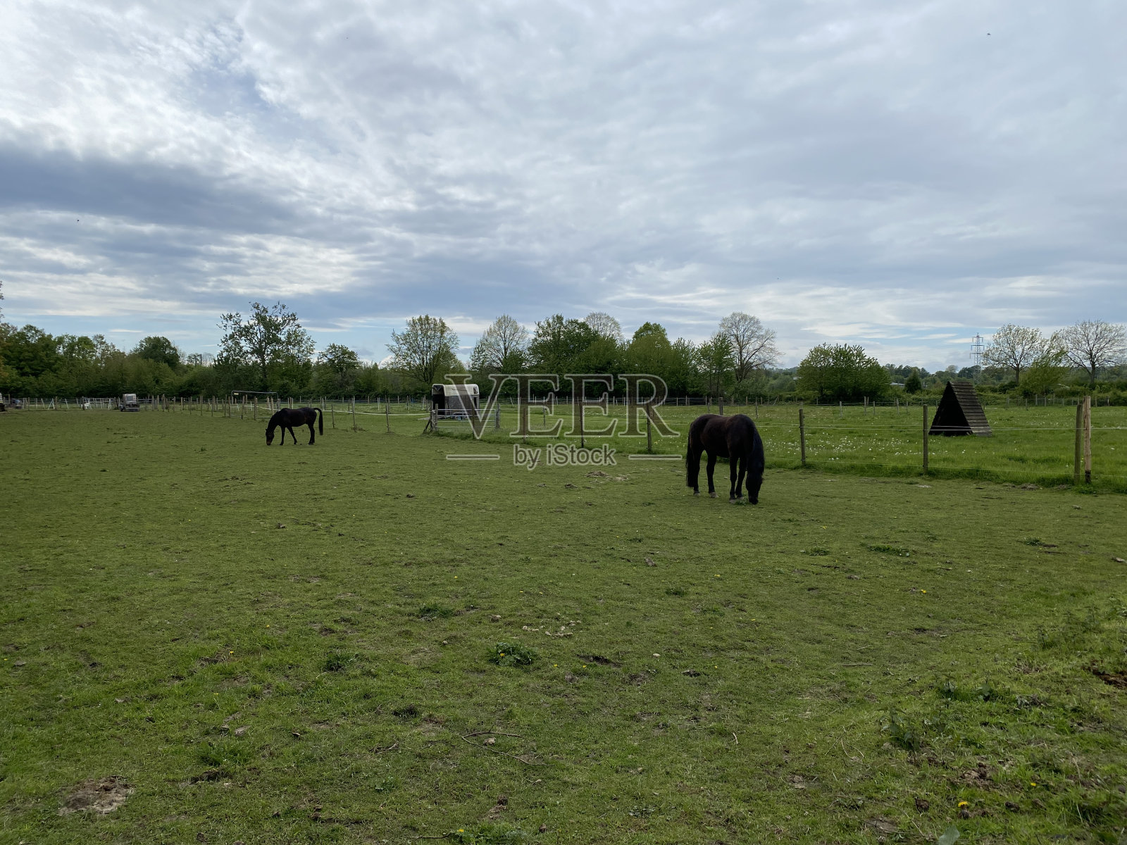 两匹马在牧场上吃草照片摄影图片
