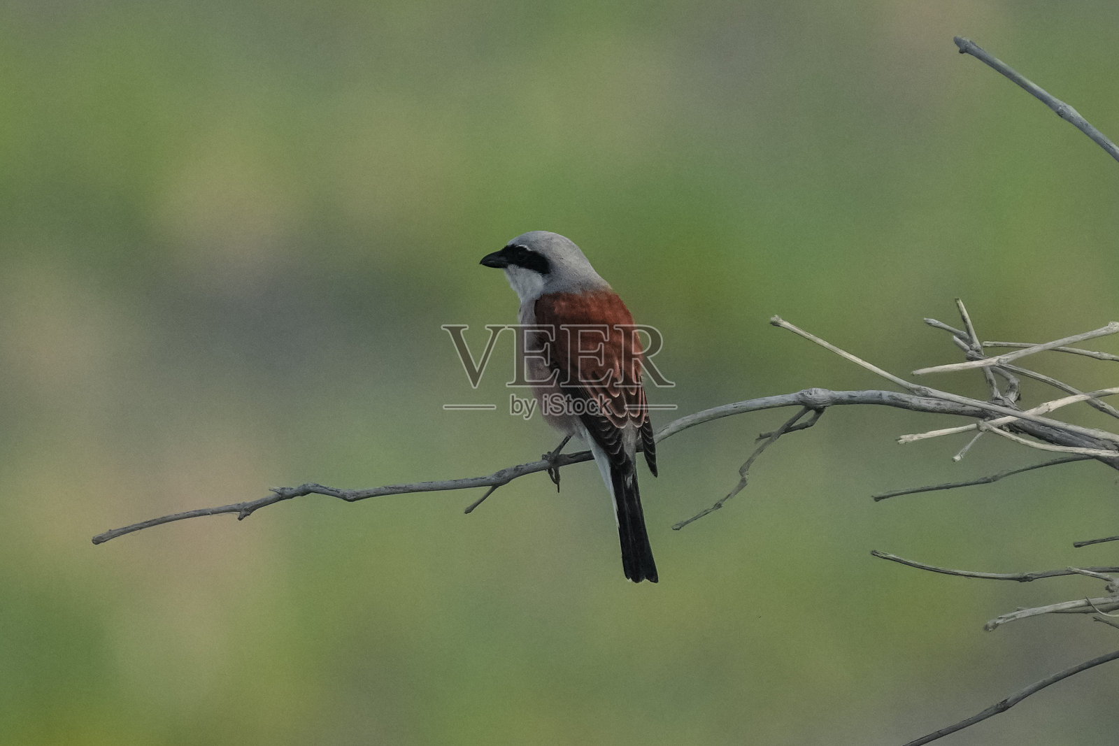 红背照片摄影图片