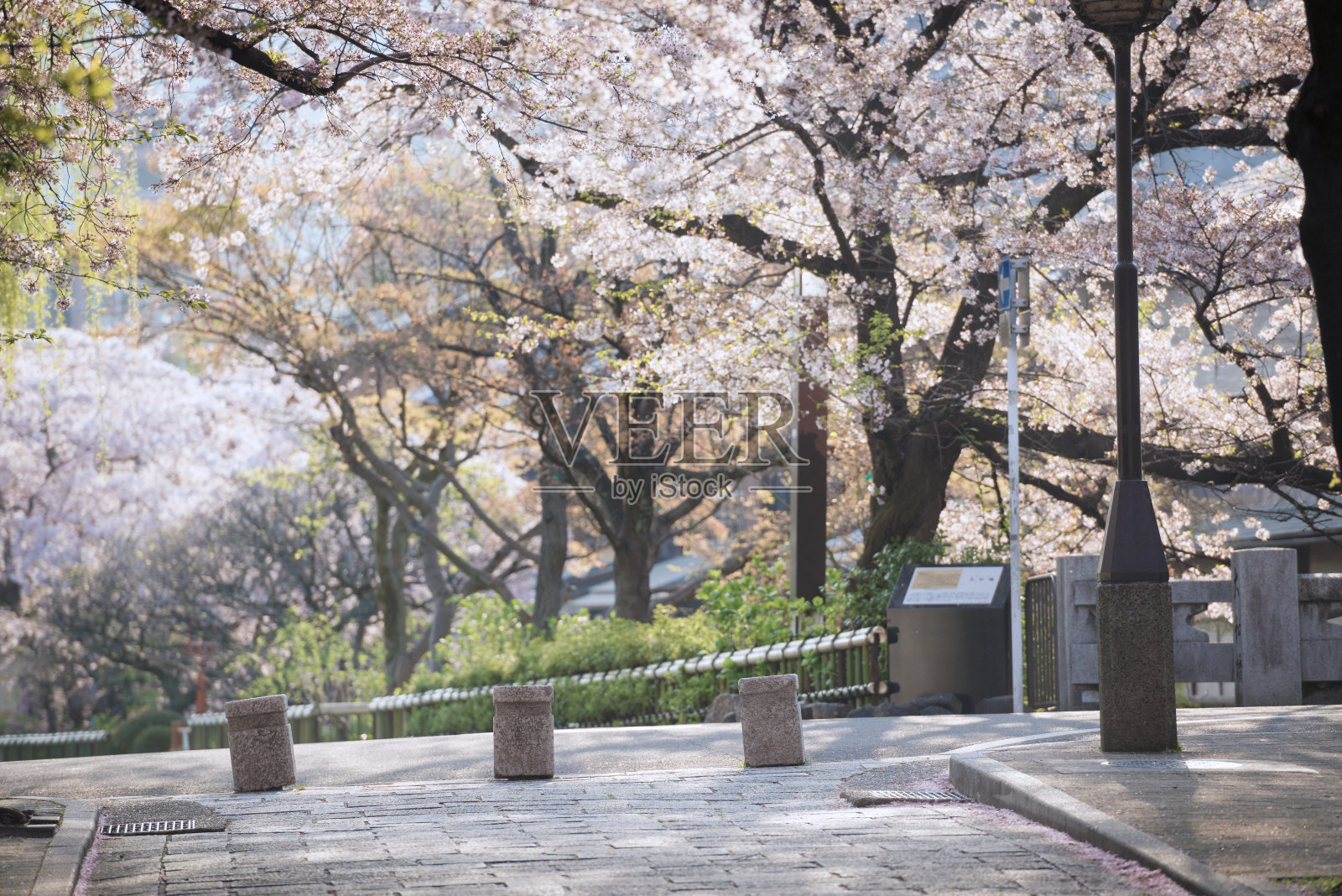春天的京都，祗园白川照片摄影图片