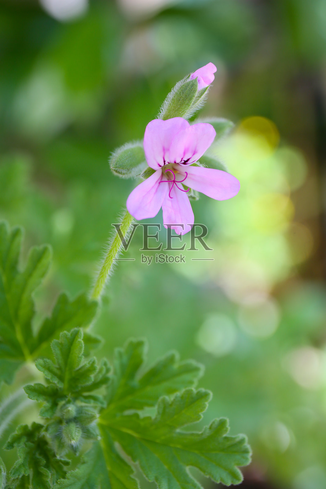 花园里粉红色的玫瑰天竺葵照片摄影图片