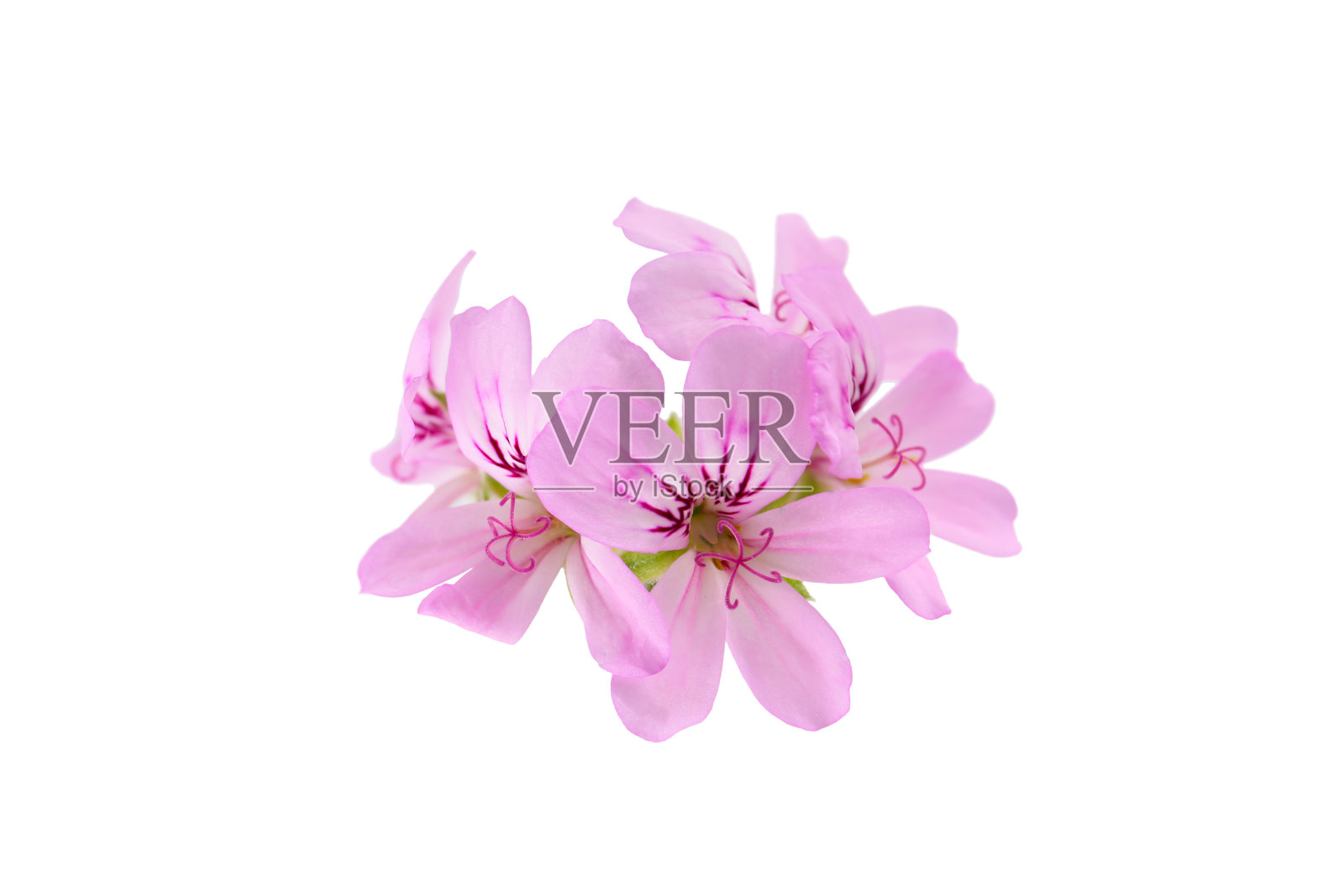 粉红色的玫瑰天竺葵花孤立在白色的背景上照片摄影图片