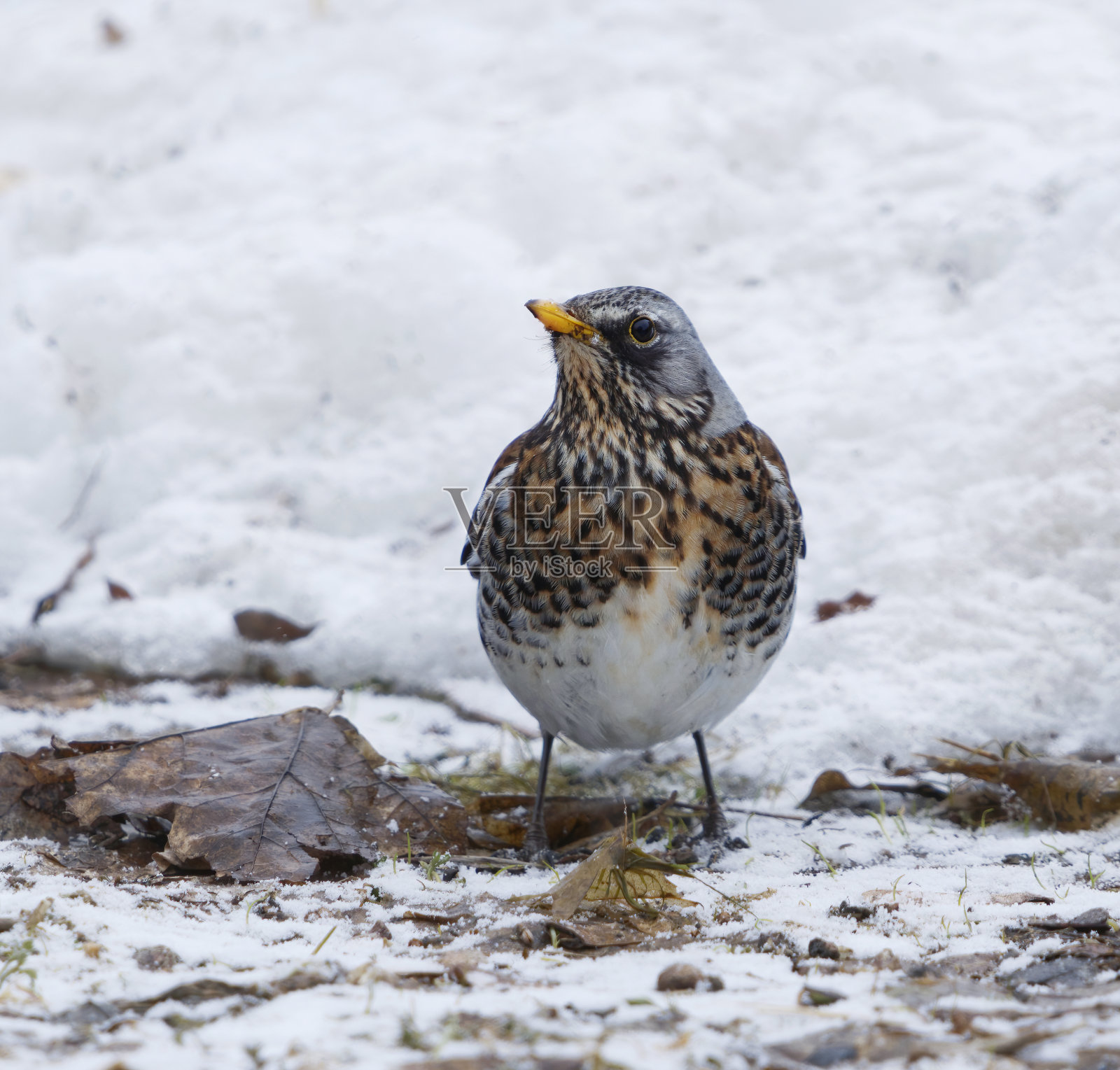 春天在花园里寻找食物的田野鸟(Turdus pilaris)。照片摄影图片