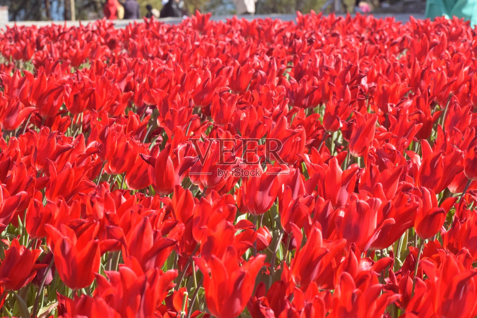 花园里的郁金香。照片摄影图片