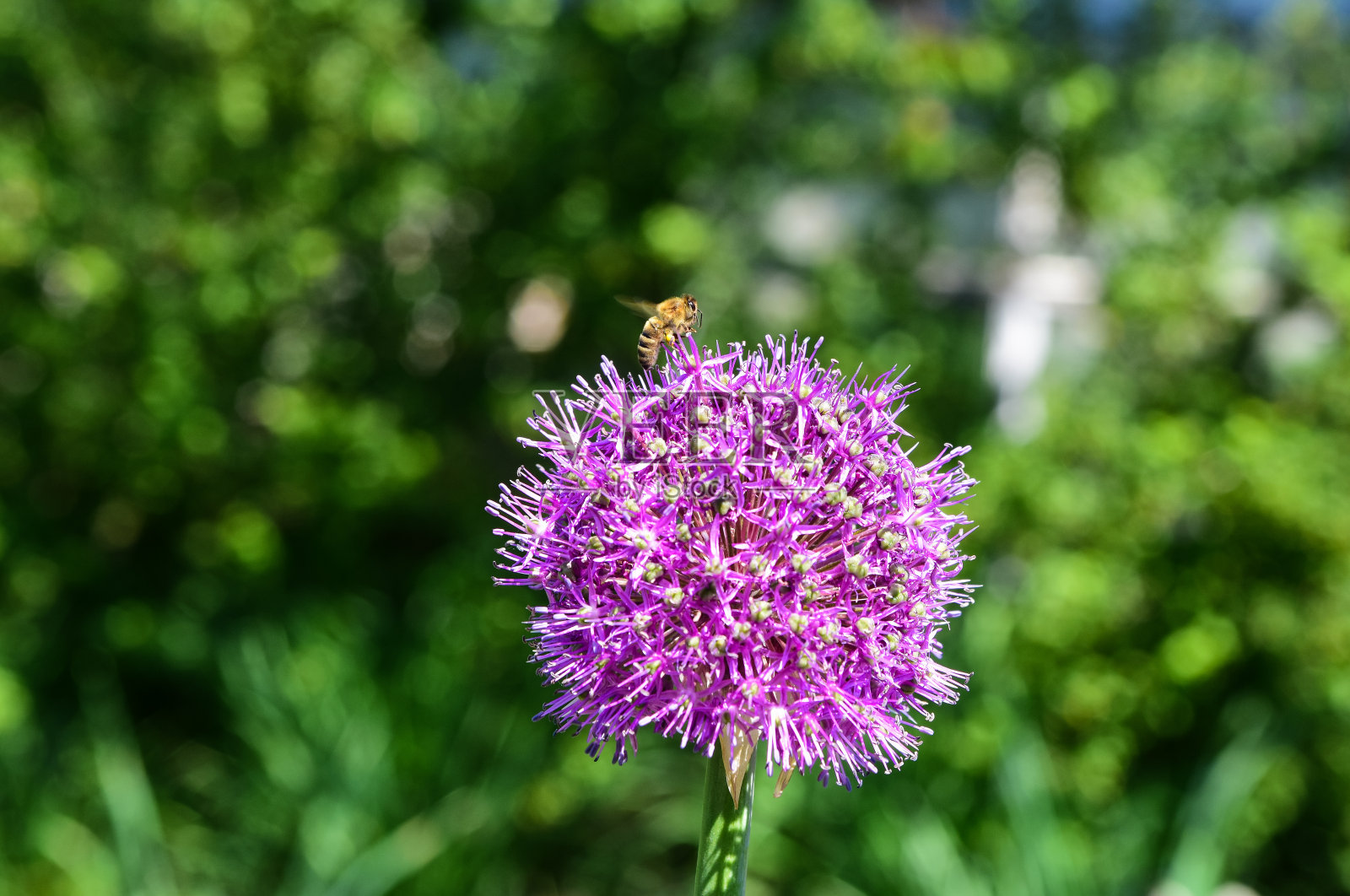蜜蜂落在洋葱花上照片摄影图片