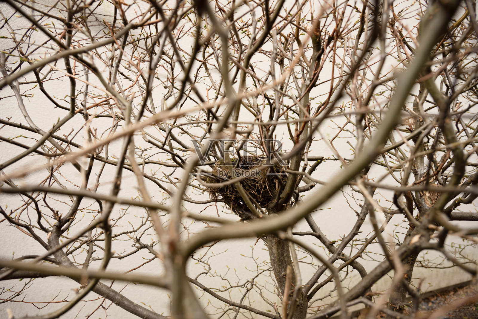 被遗弃的小鸟在树篱里筑巢。照片摄影图片