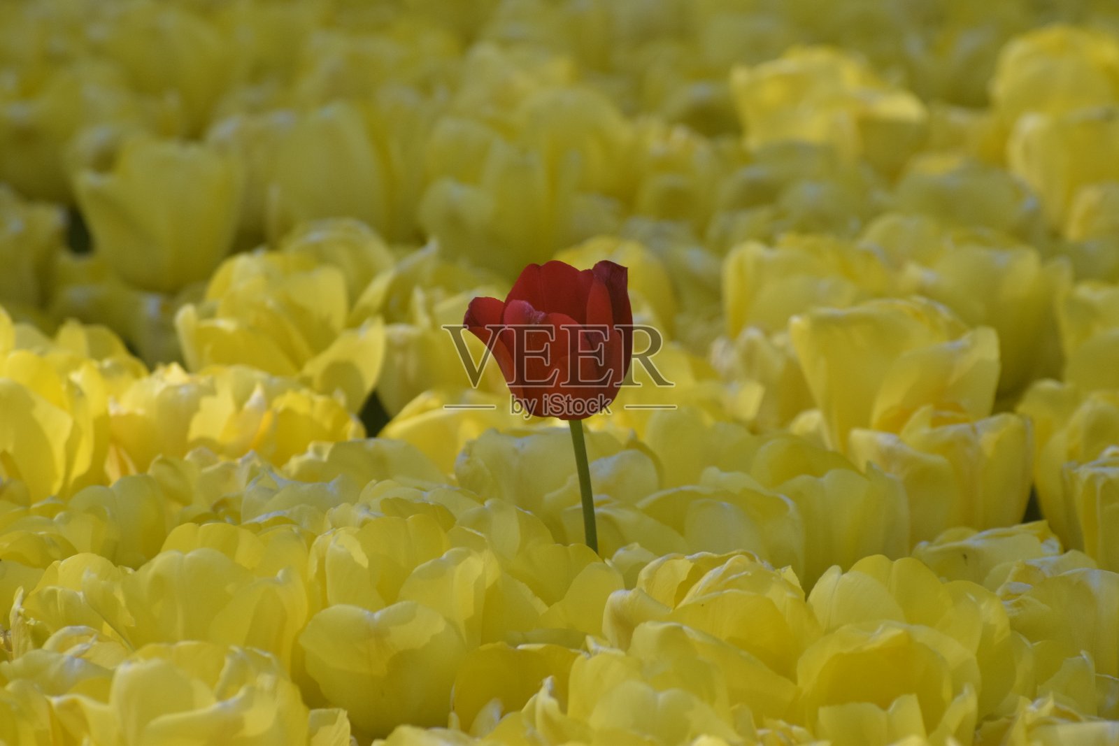 花园里的郁金香。照片摄影图片