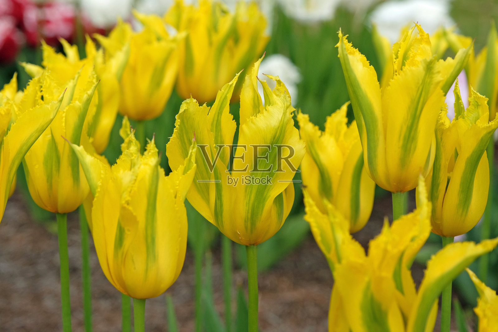 黄色和绿色的百合开花双色郁金香，郁金香绿哩花。照片摄影图片