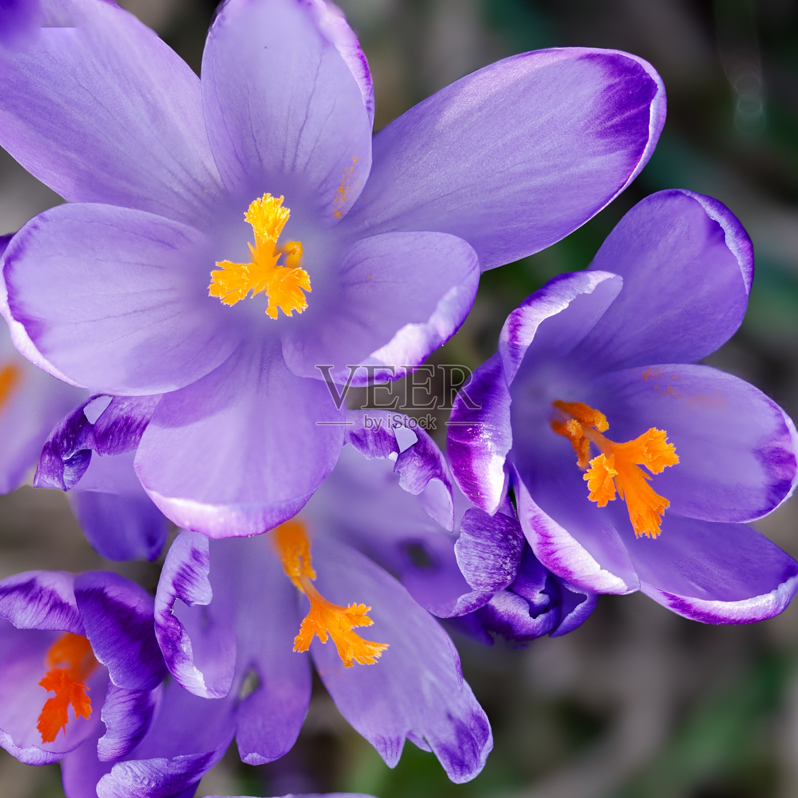 野生番红花在草地上盛开。照片摄影图片