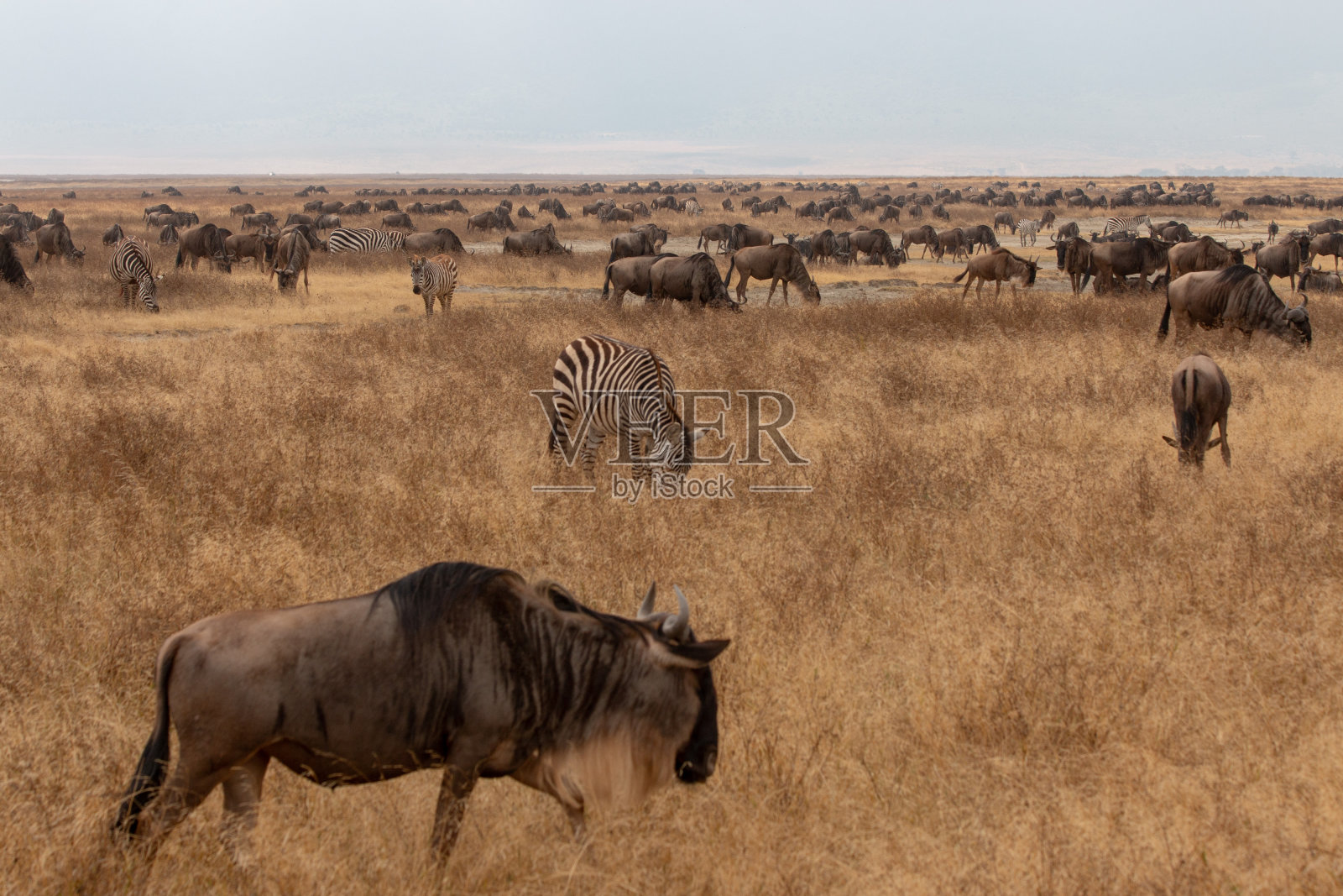 角马和斑马照片摄影图片