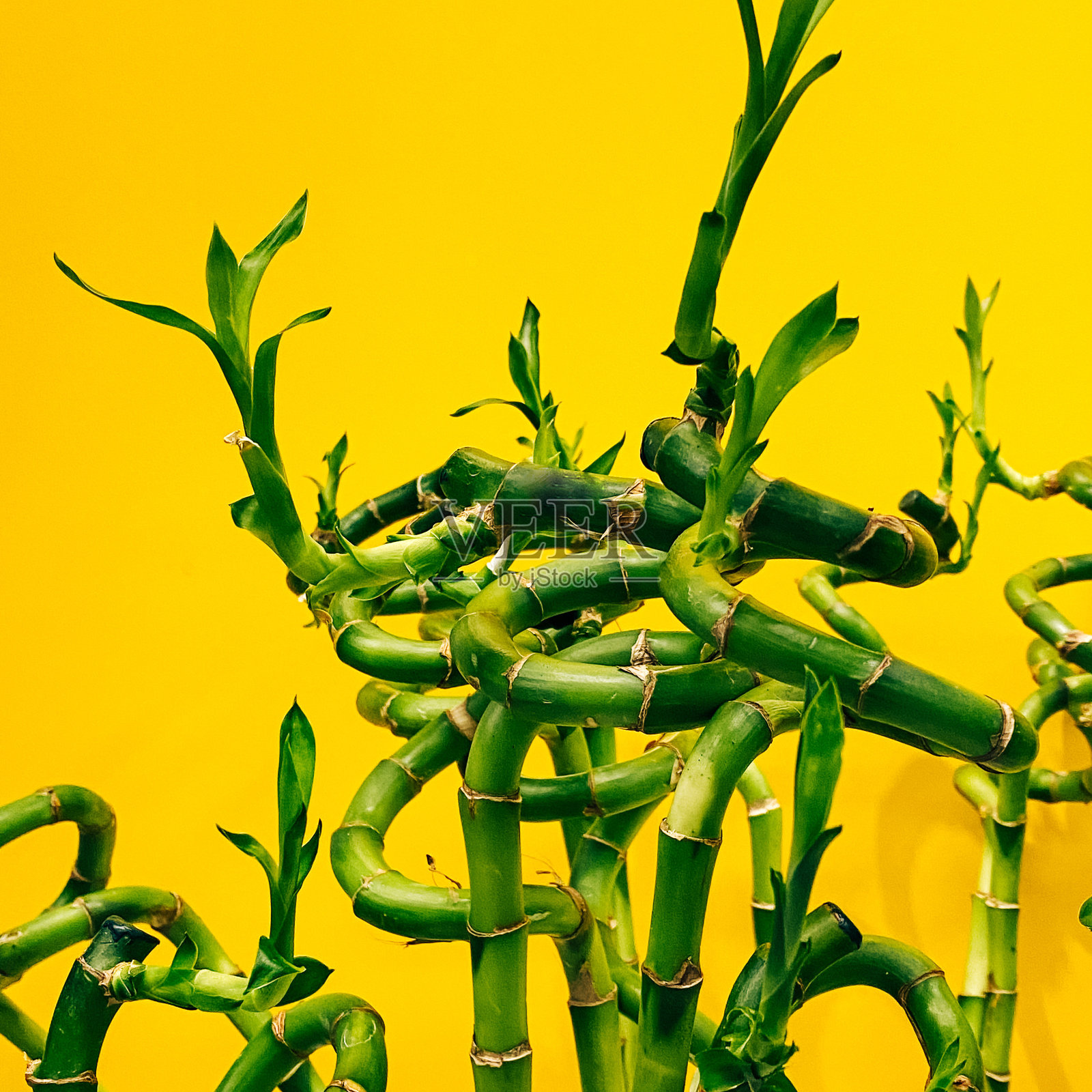 竹子照片摄影图片