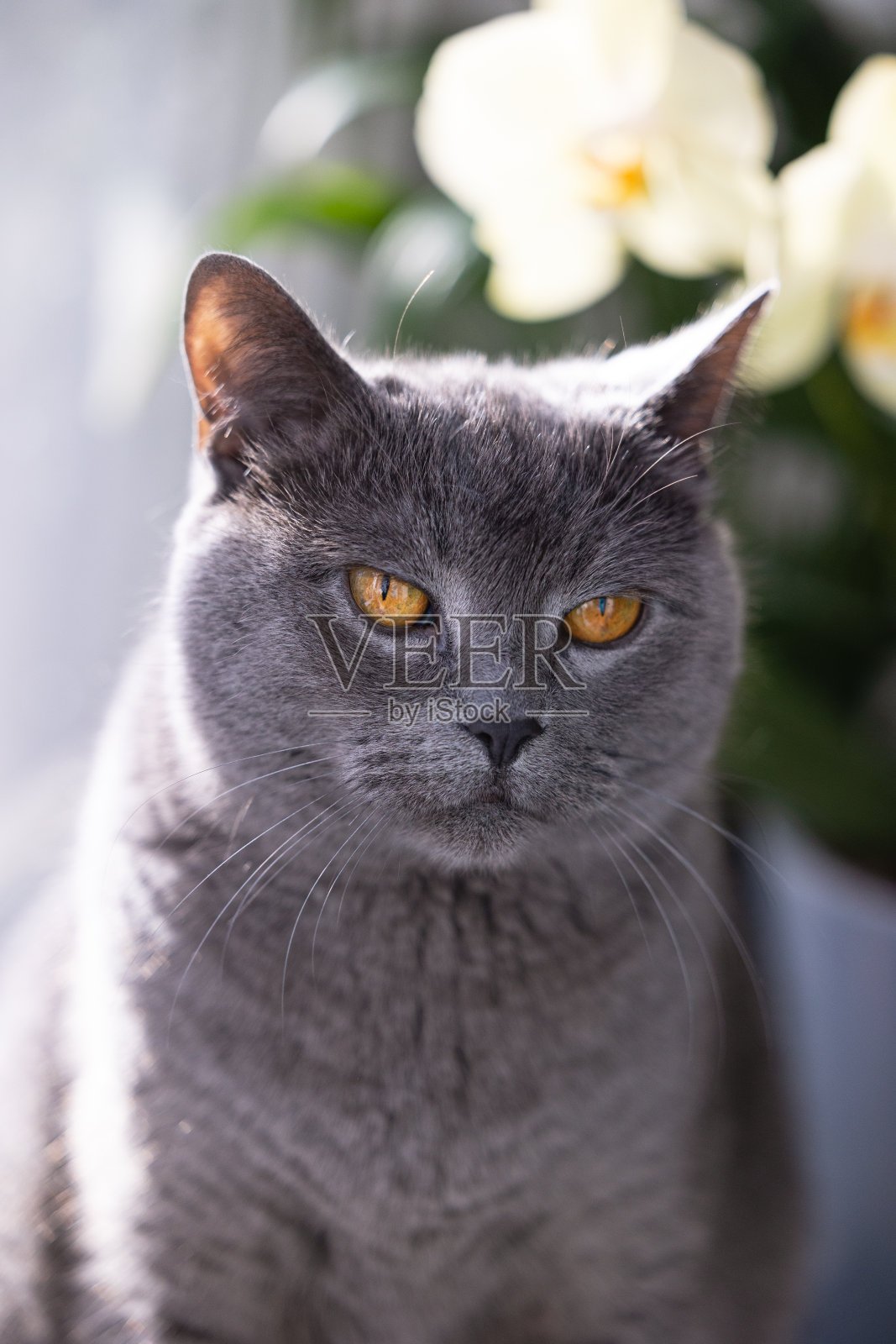 英国短毛猫的肖像照片摄影图片