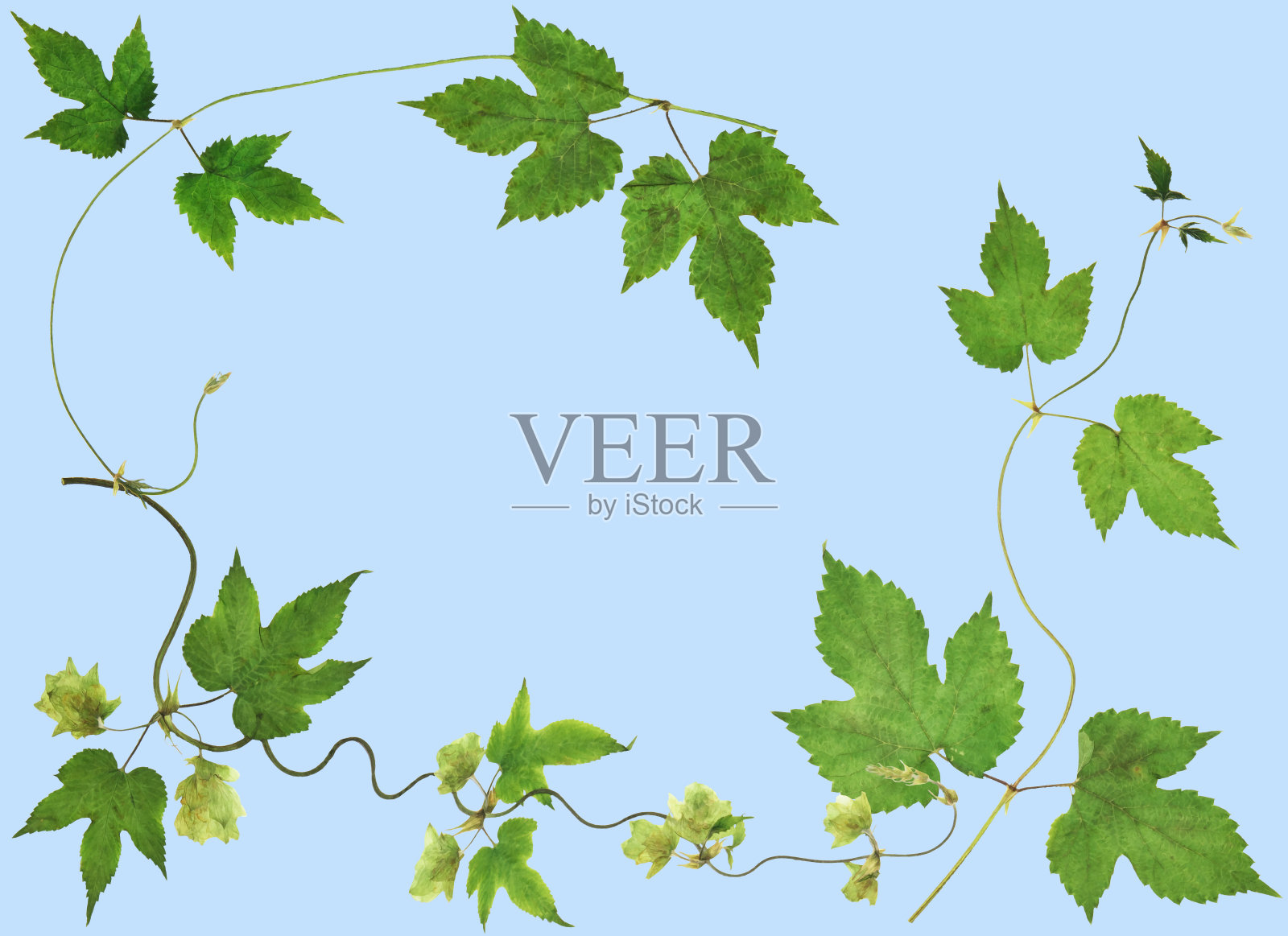 啤酒花藤蔓在蓝色的背景。用于卡片、请柬和祝贺。生态风格。剪贴簿元素。装饰，花束，啤酒花胸花照片摄影图片