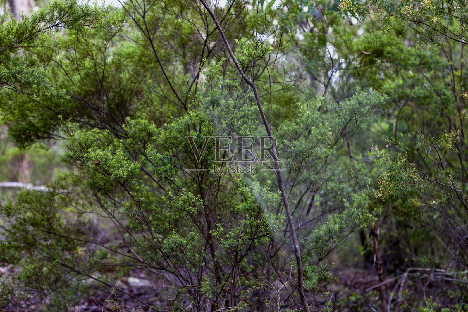 澳大利亚新南威尔士州蓝山国家公园的Wollangambe河/峡谷区照片摄影图片