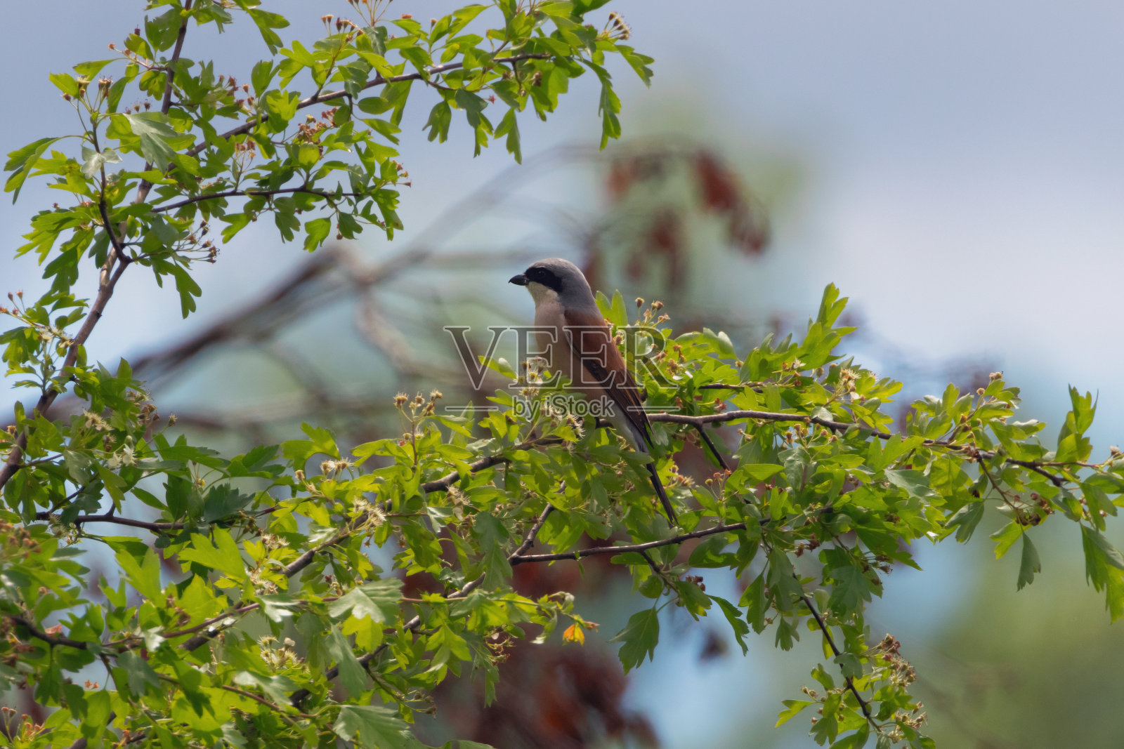 一只红背伯劳鸟在树枝上。照片摄影图片
