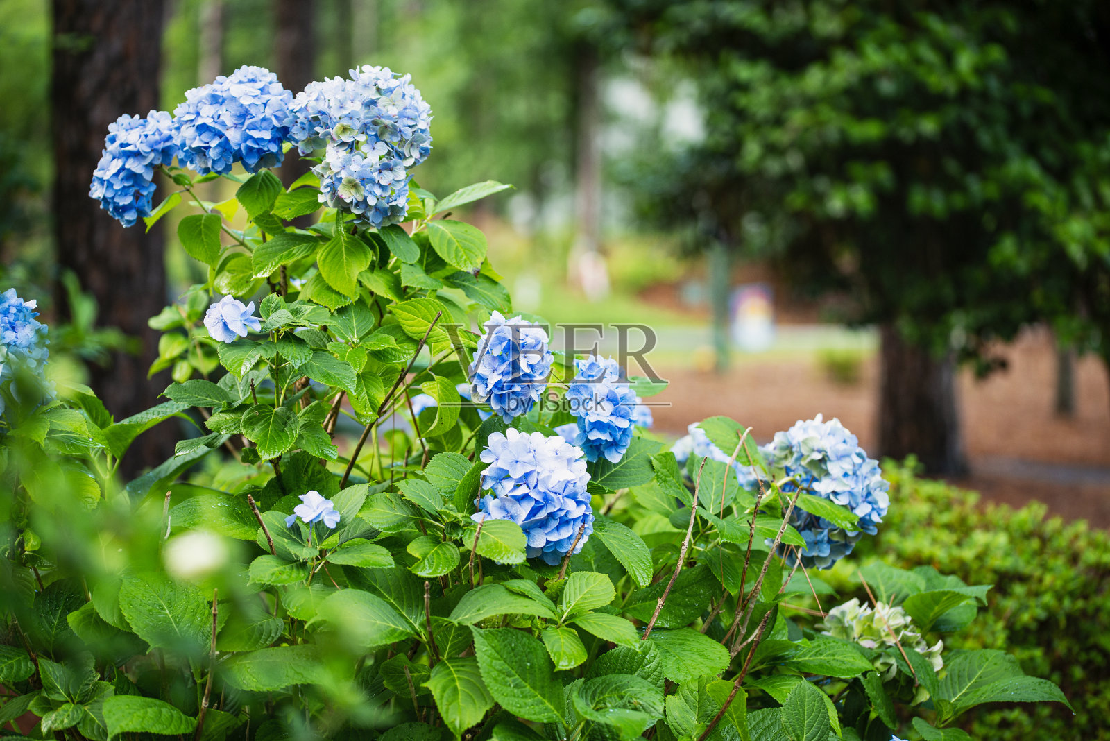 雨后绣球花园照片摄影图片
