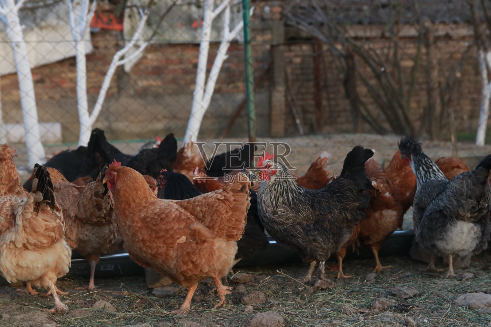 养鸡场照片摄影图片