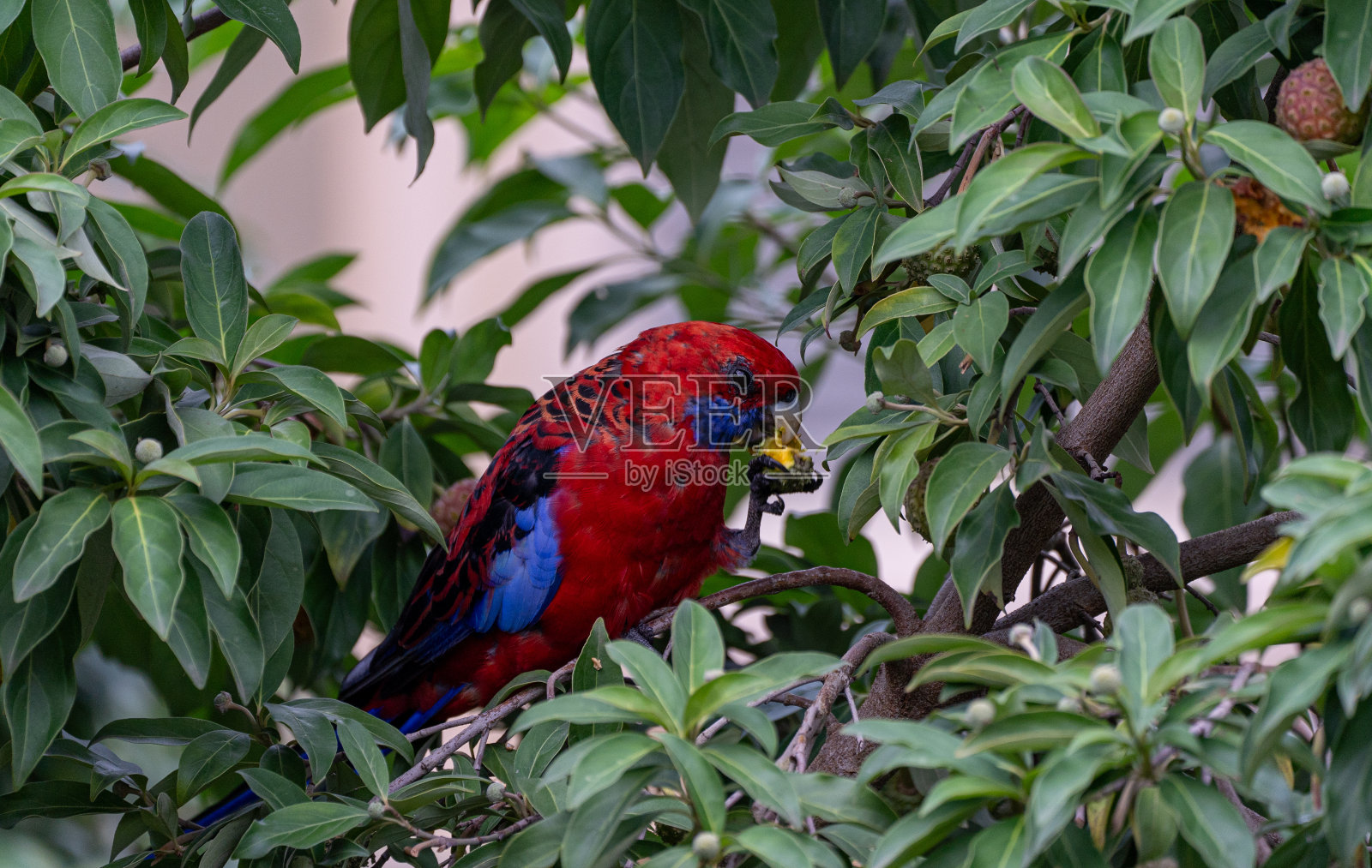 澳大利亚东部新南威尔士州的野生深红色罗塞拉鸟照片摄影图片