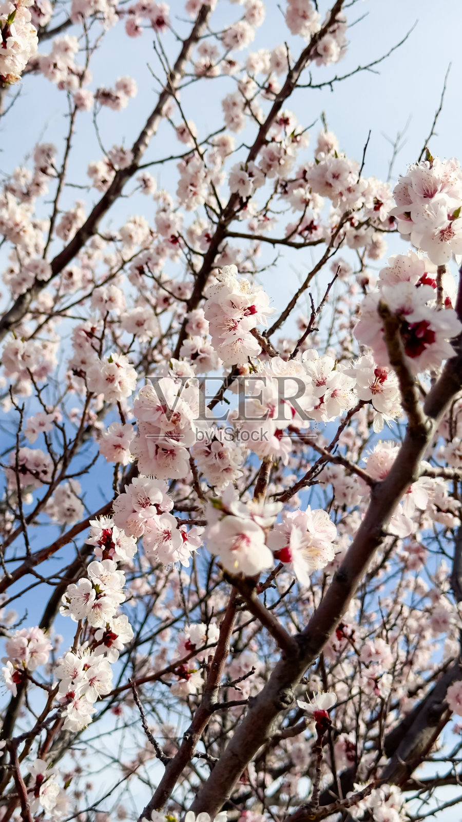 春暖花开，杏花盛开。自然背景照片摄影图片